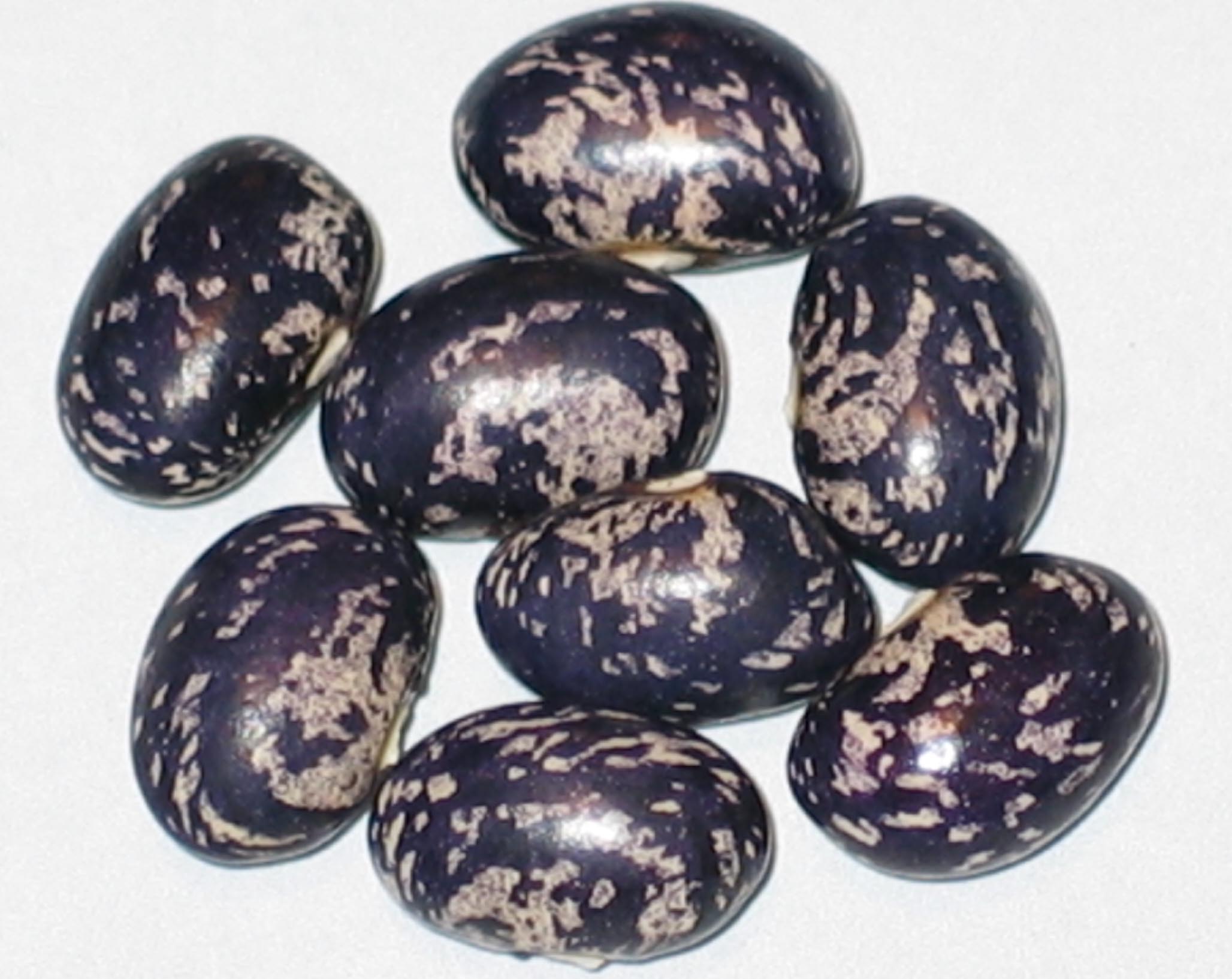 image of Bird Egg Blue beans