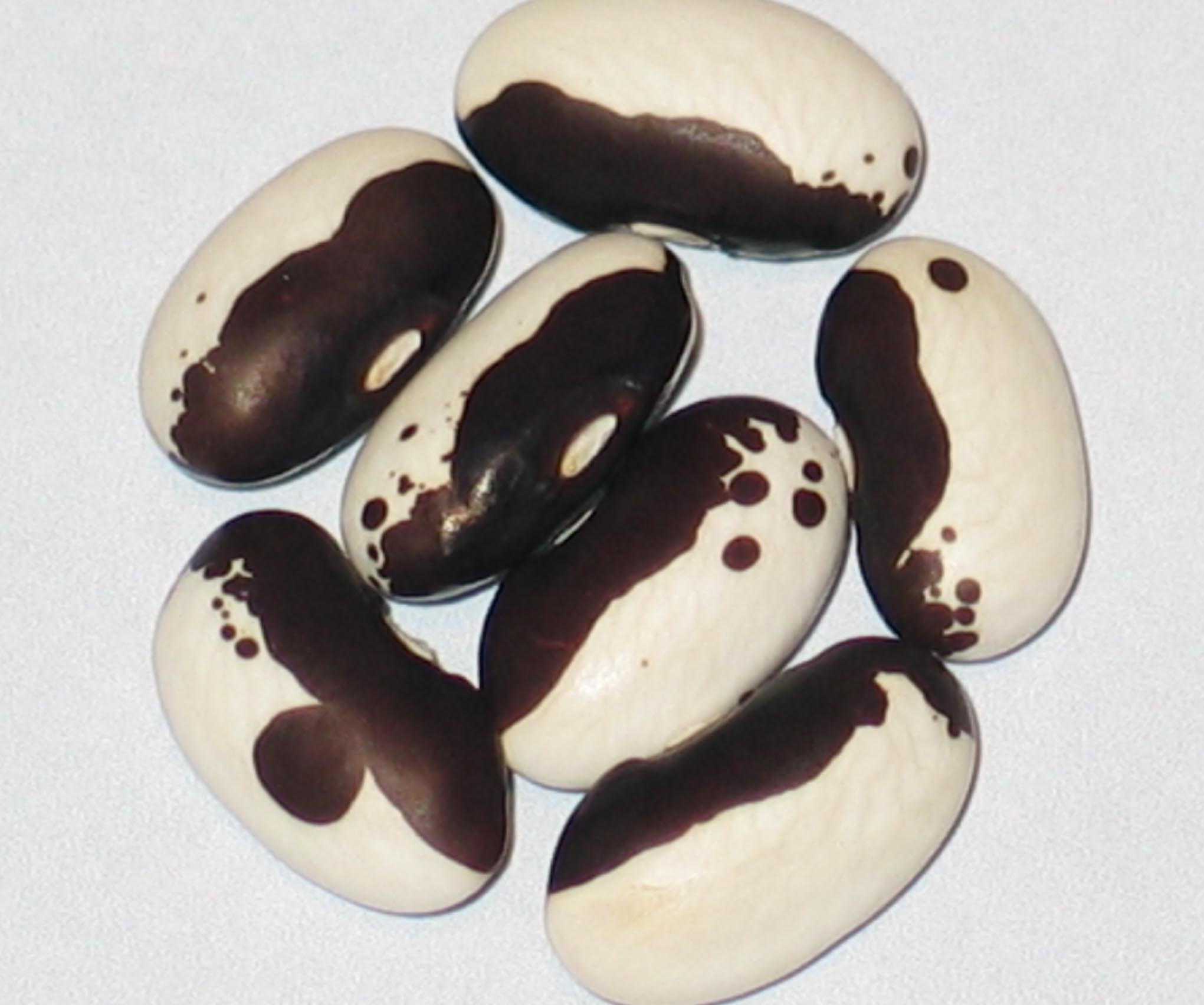 image of Black Cattle beans