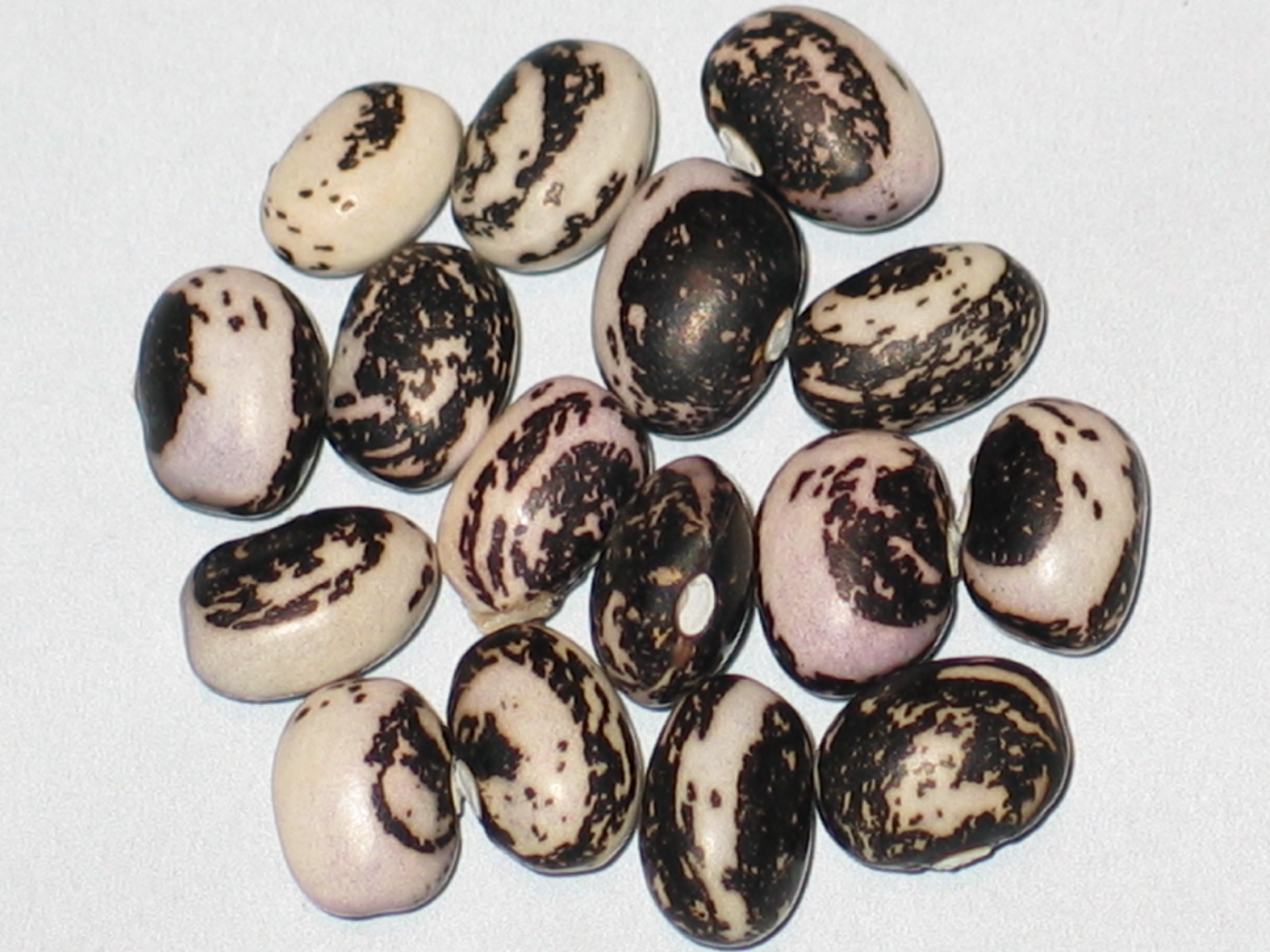 image of Black Good Mother Stallard beans