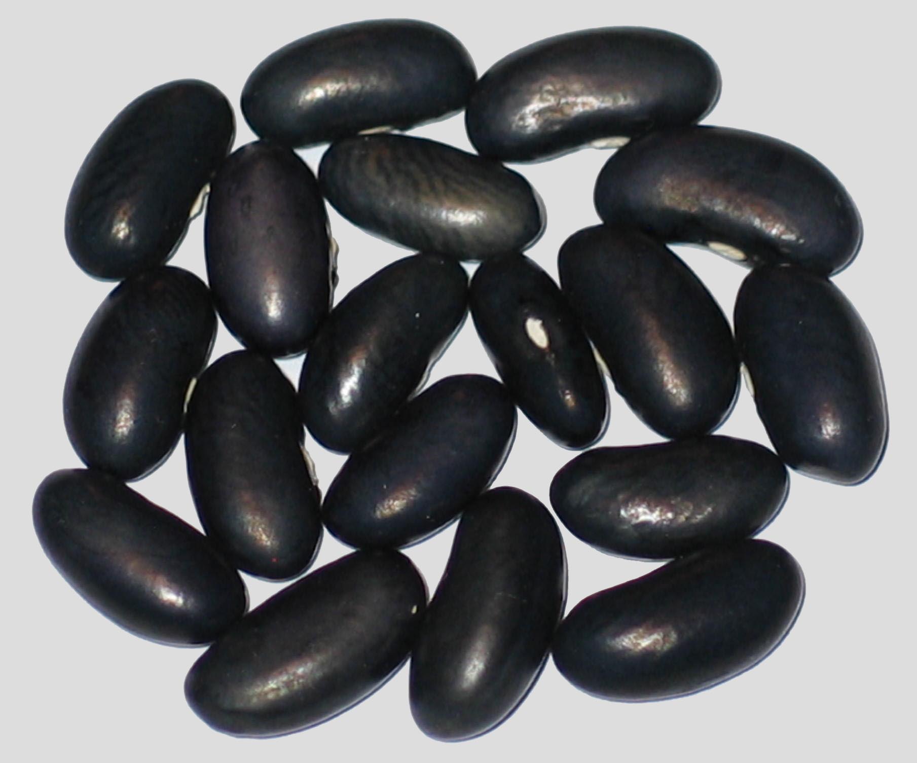 image of Black Hawk beans