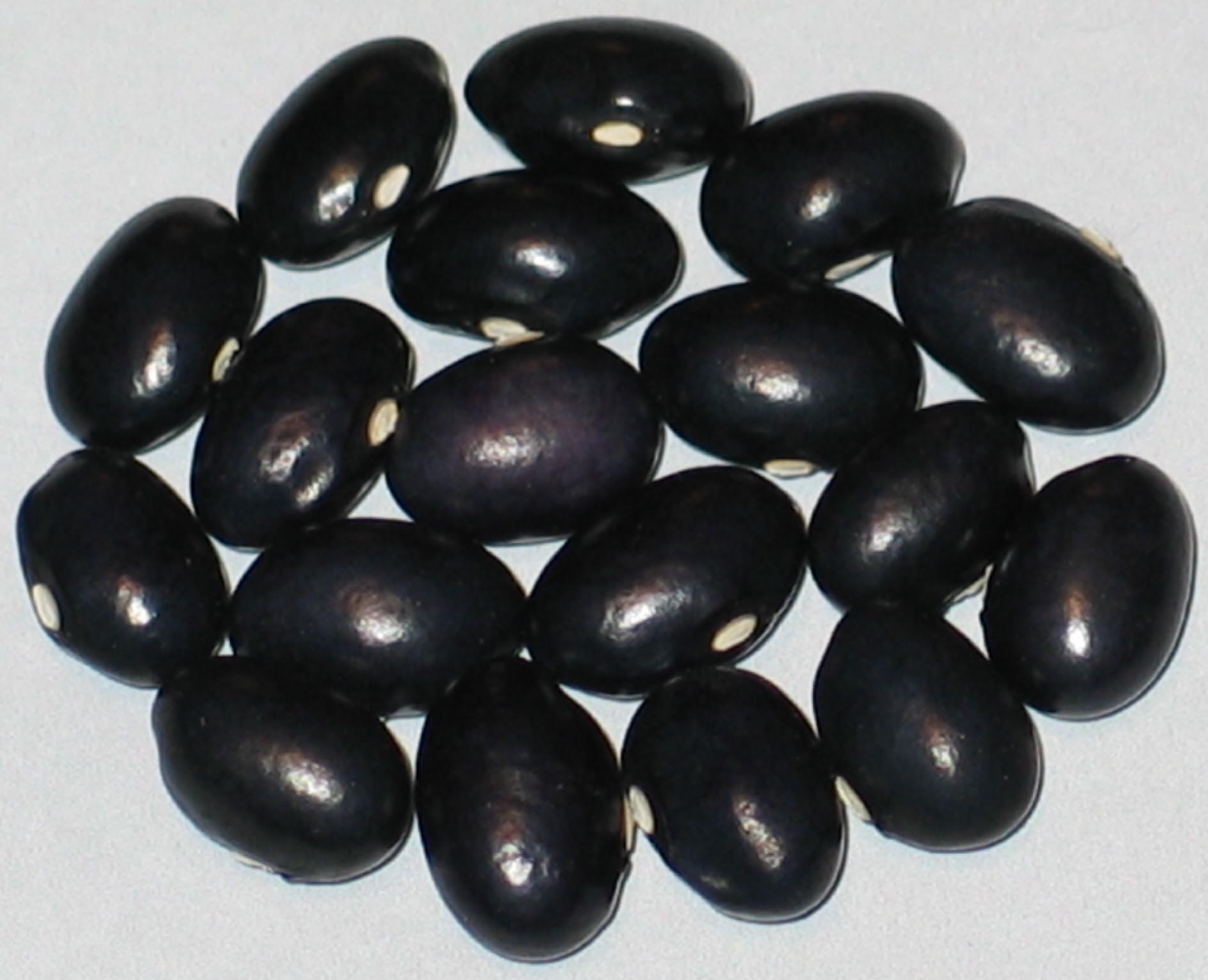 image of Black Horse beans