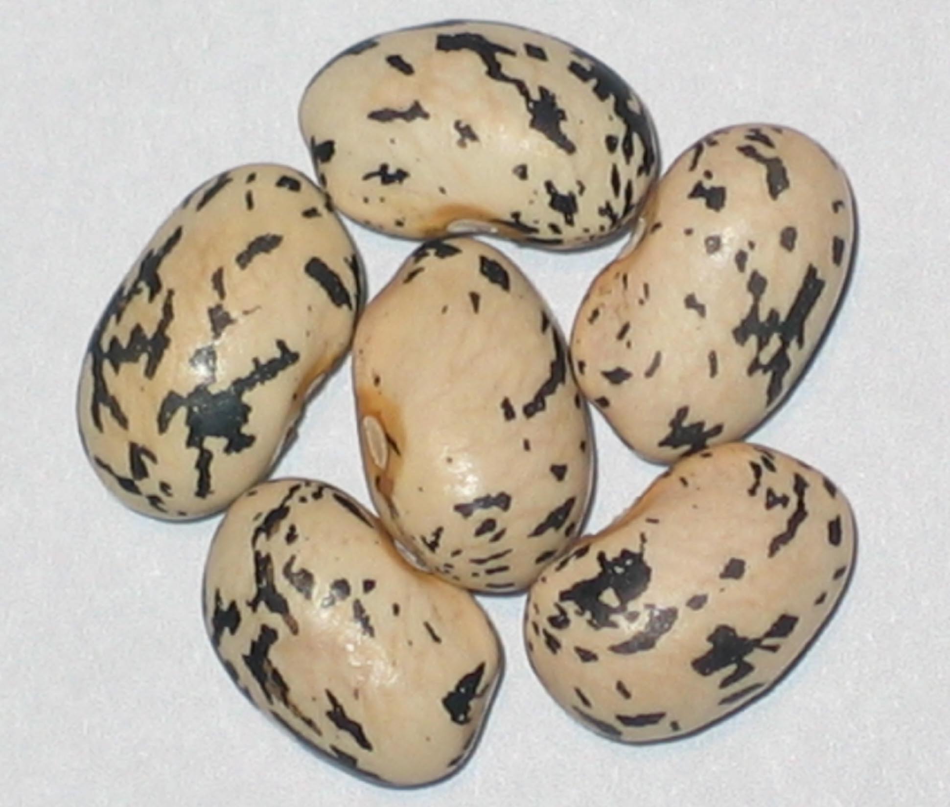 image of Black And White Goose beans