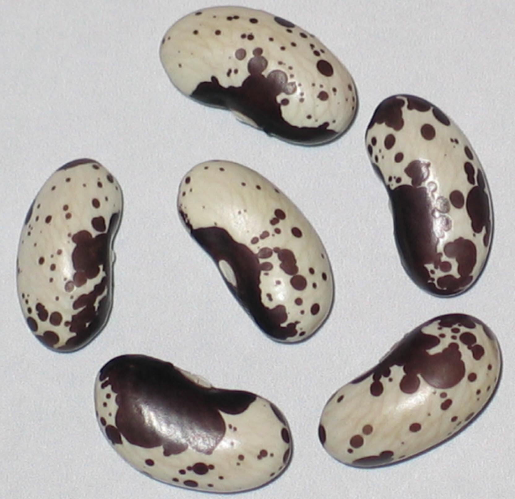 image of Black And White Trout beans