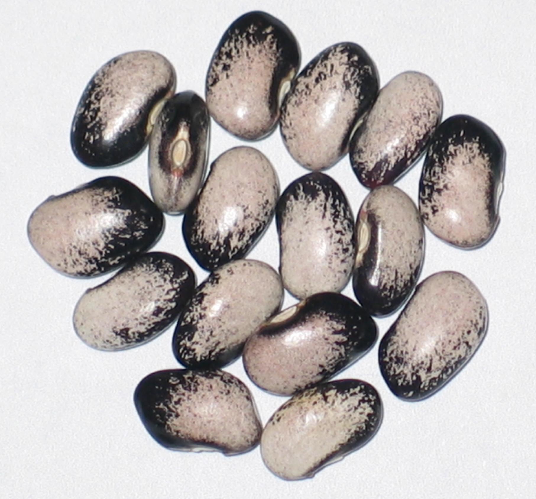 image of Black Nightfall beans