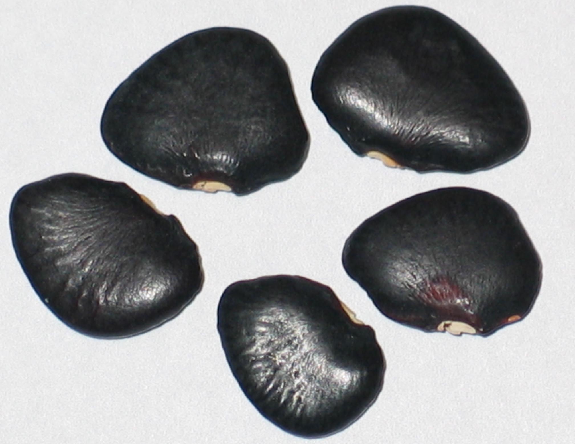 image of Black Star beans