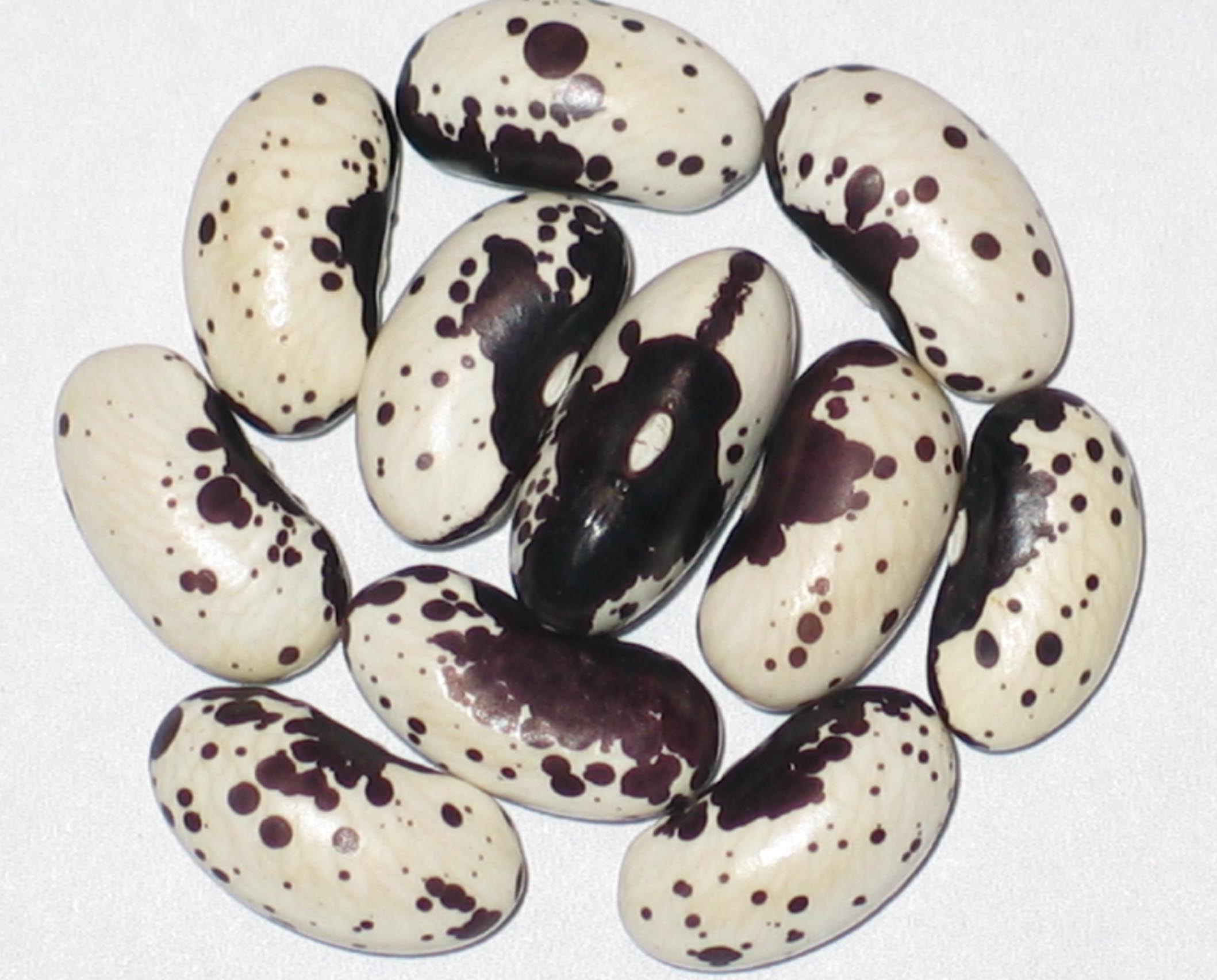 image of Black Trout beans