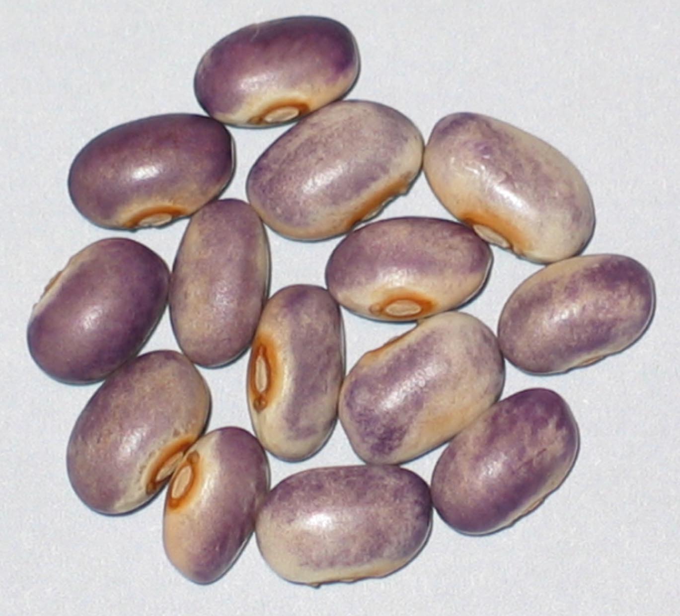 image of Blooming Prairie beans
