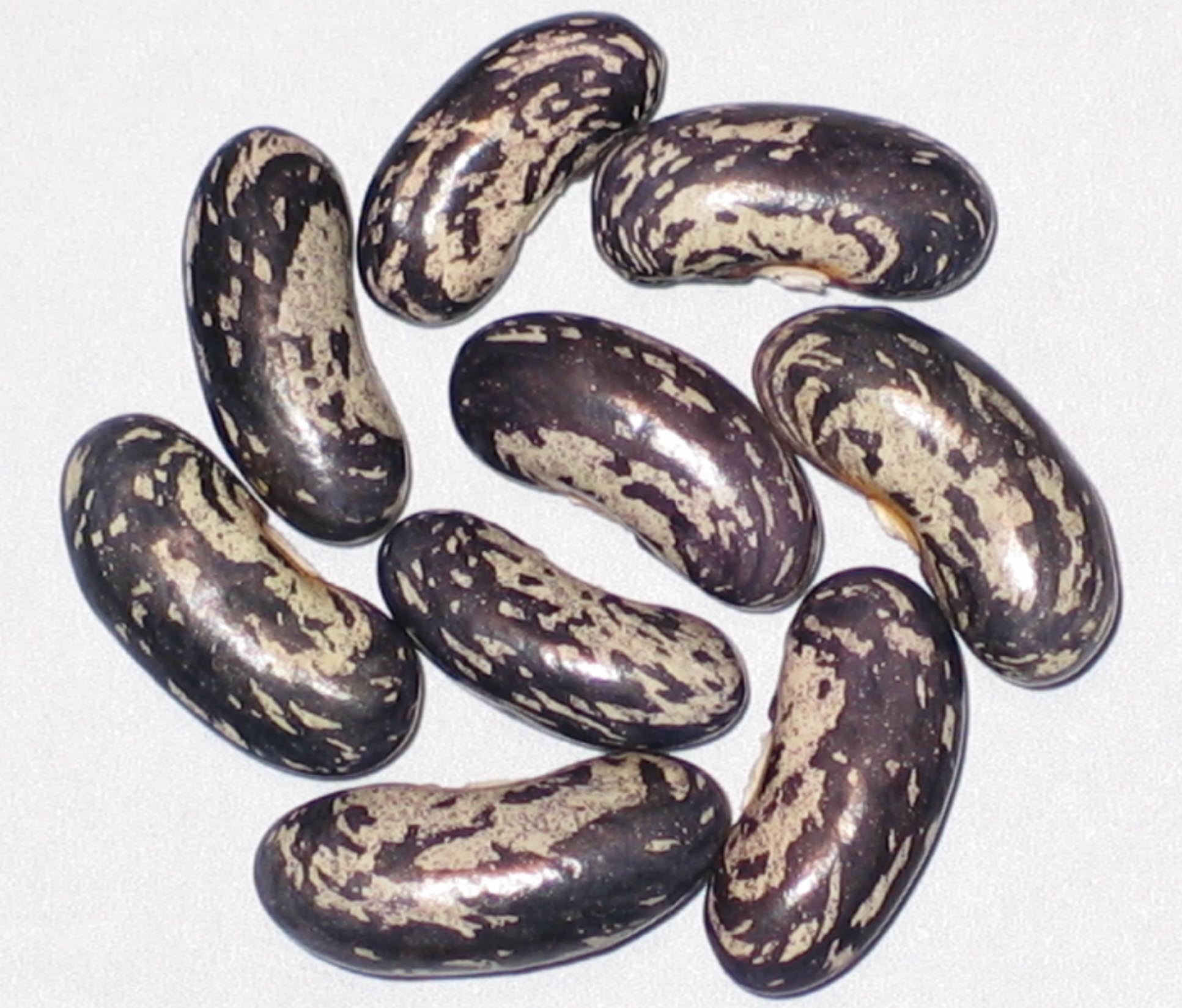 image of Blue Jay beans