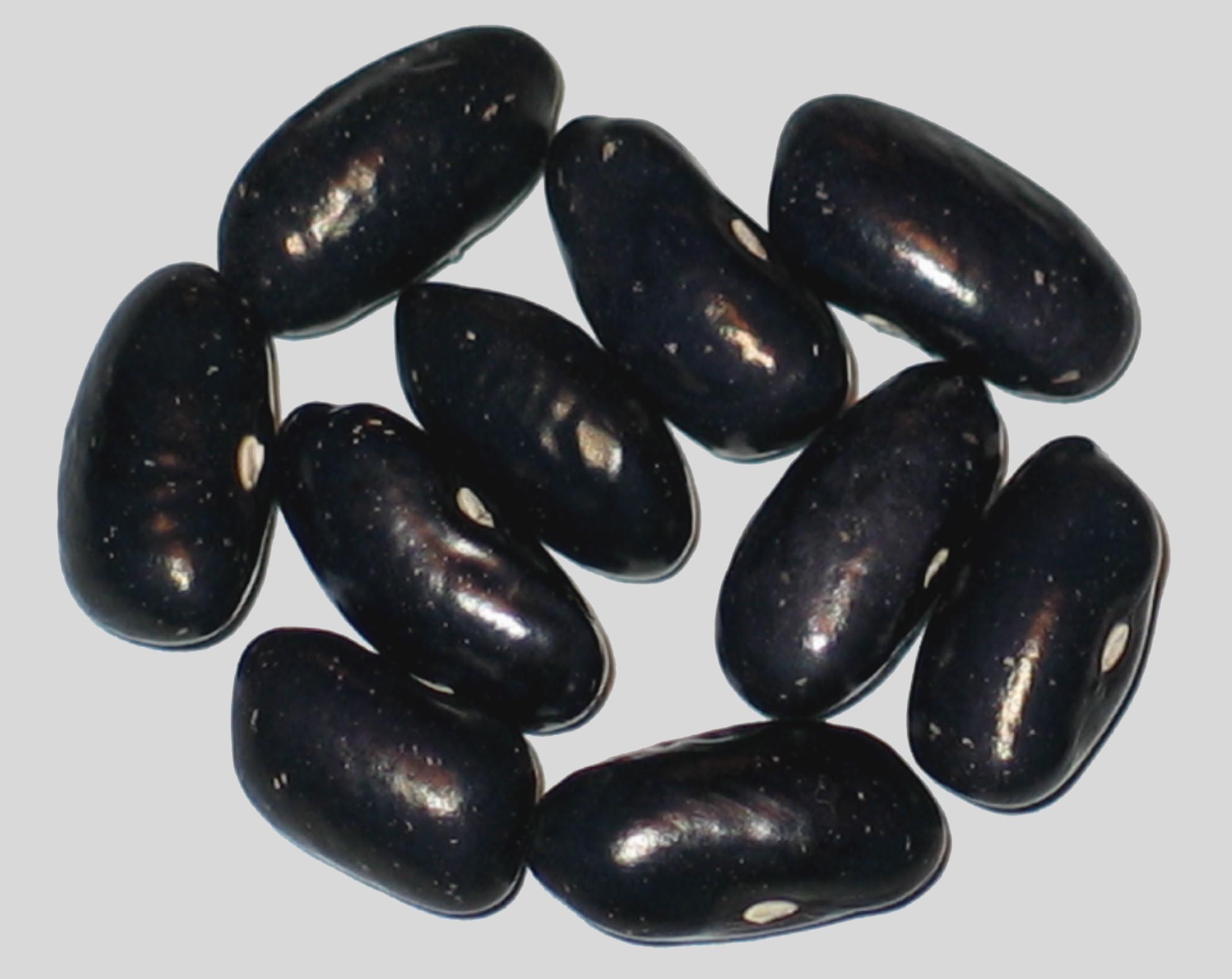 image of Blue Shaxamaxon beans
