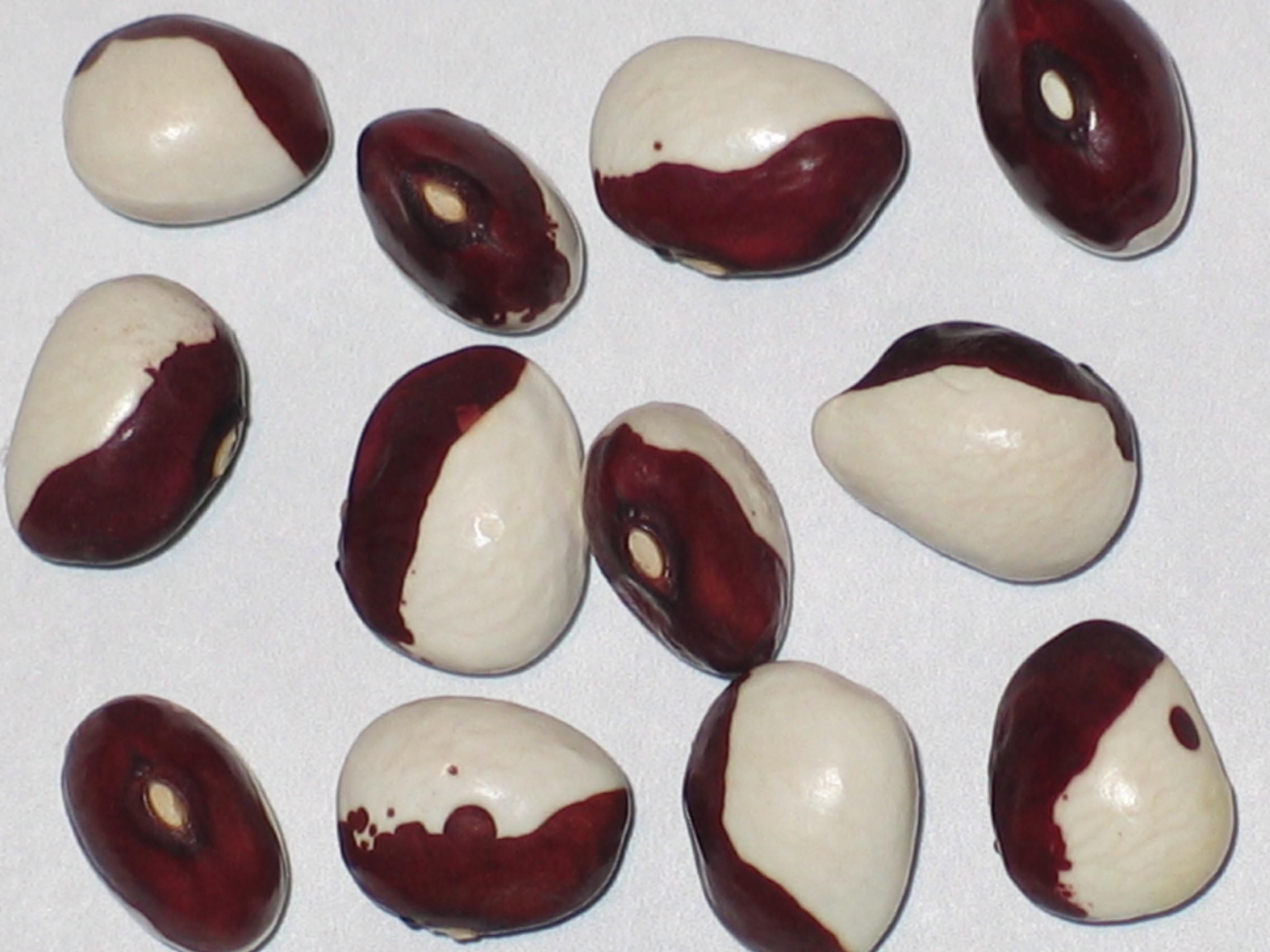 image of Bobolink beans