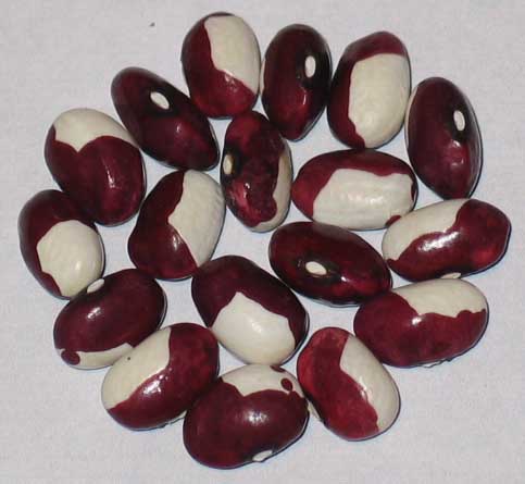 image of Bobolink beans