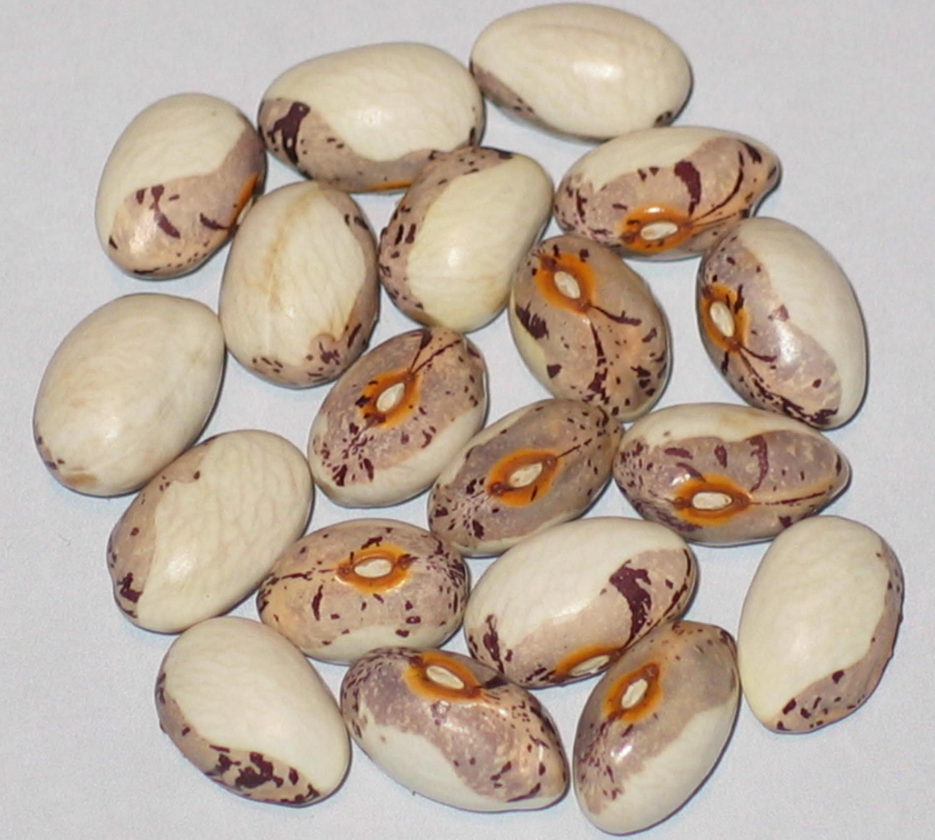 image of Bogen beans