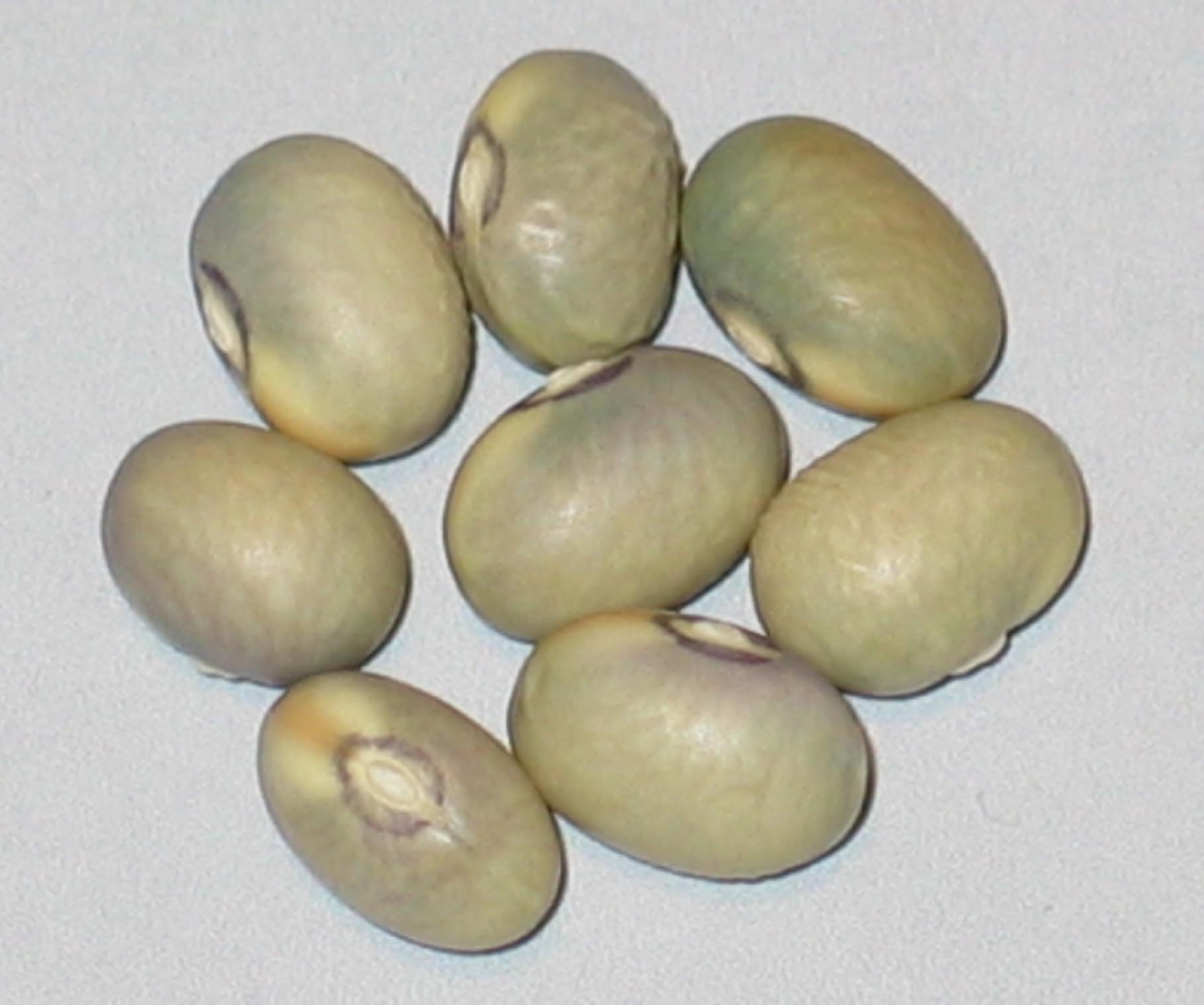 image of Bomba beans