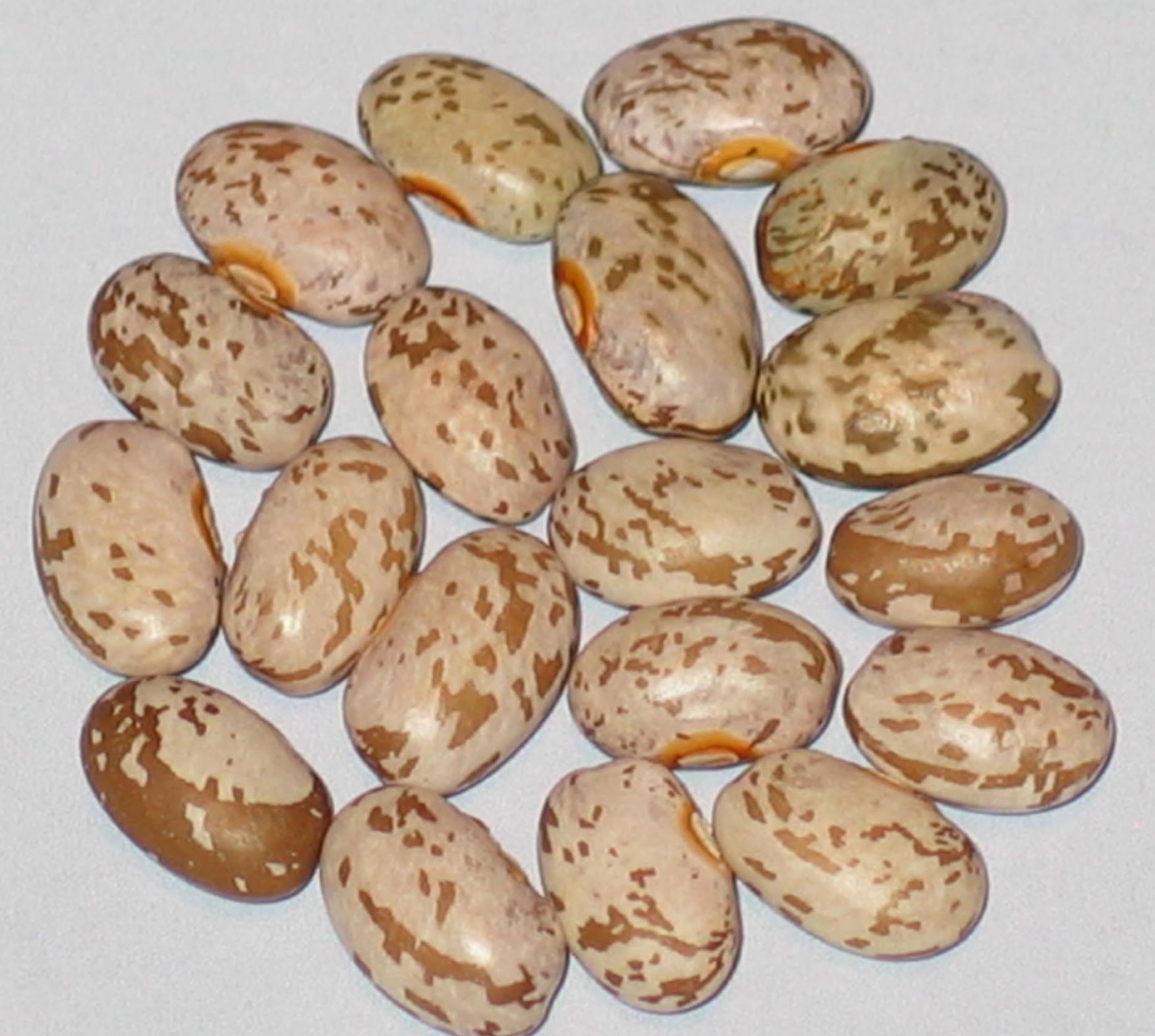 image of Bonanza Little Pinto beans