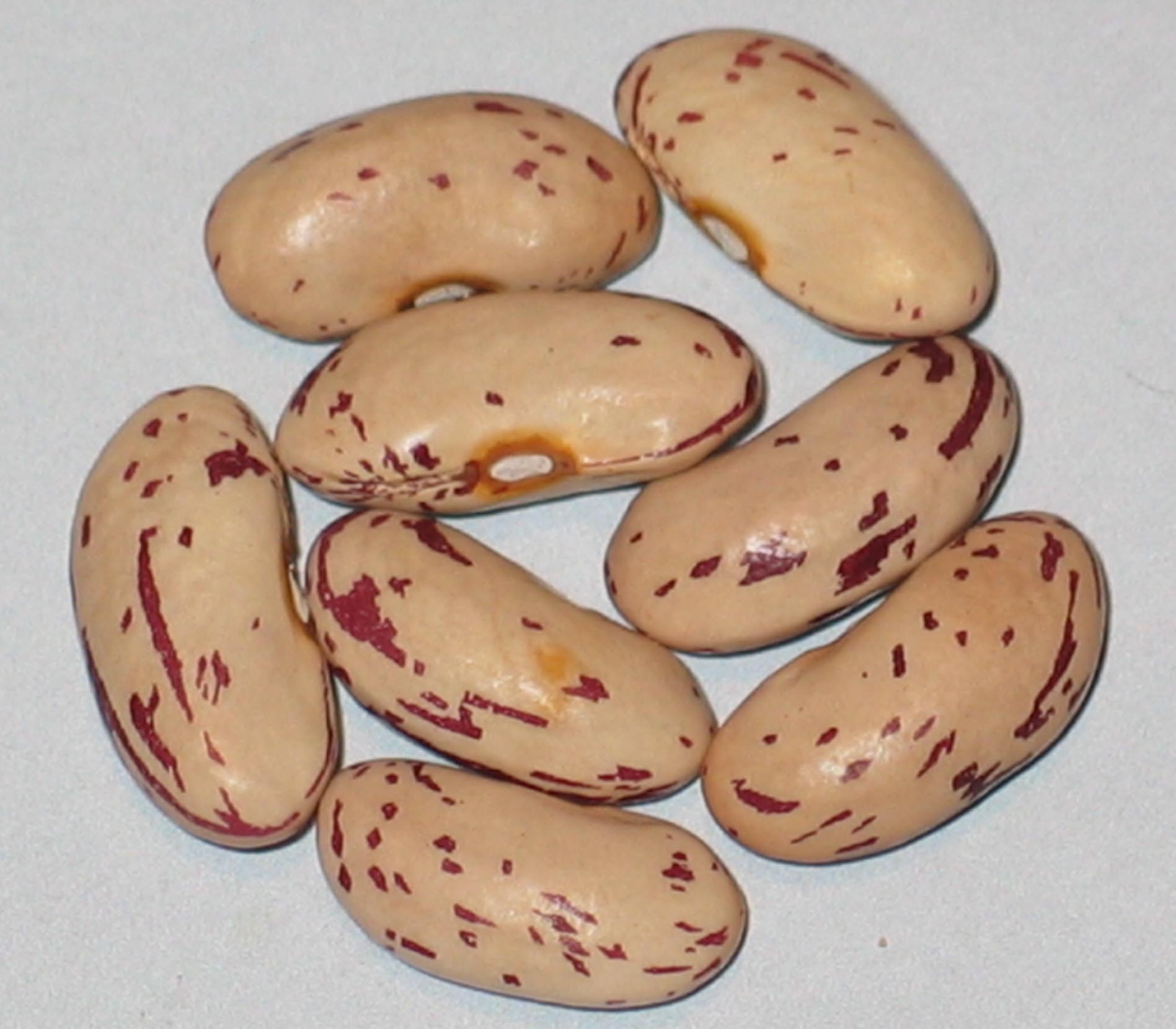image of Boston Favorite beans