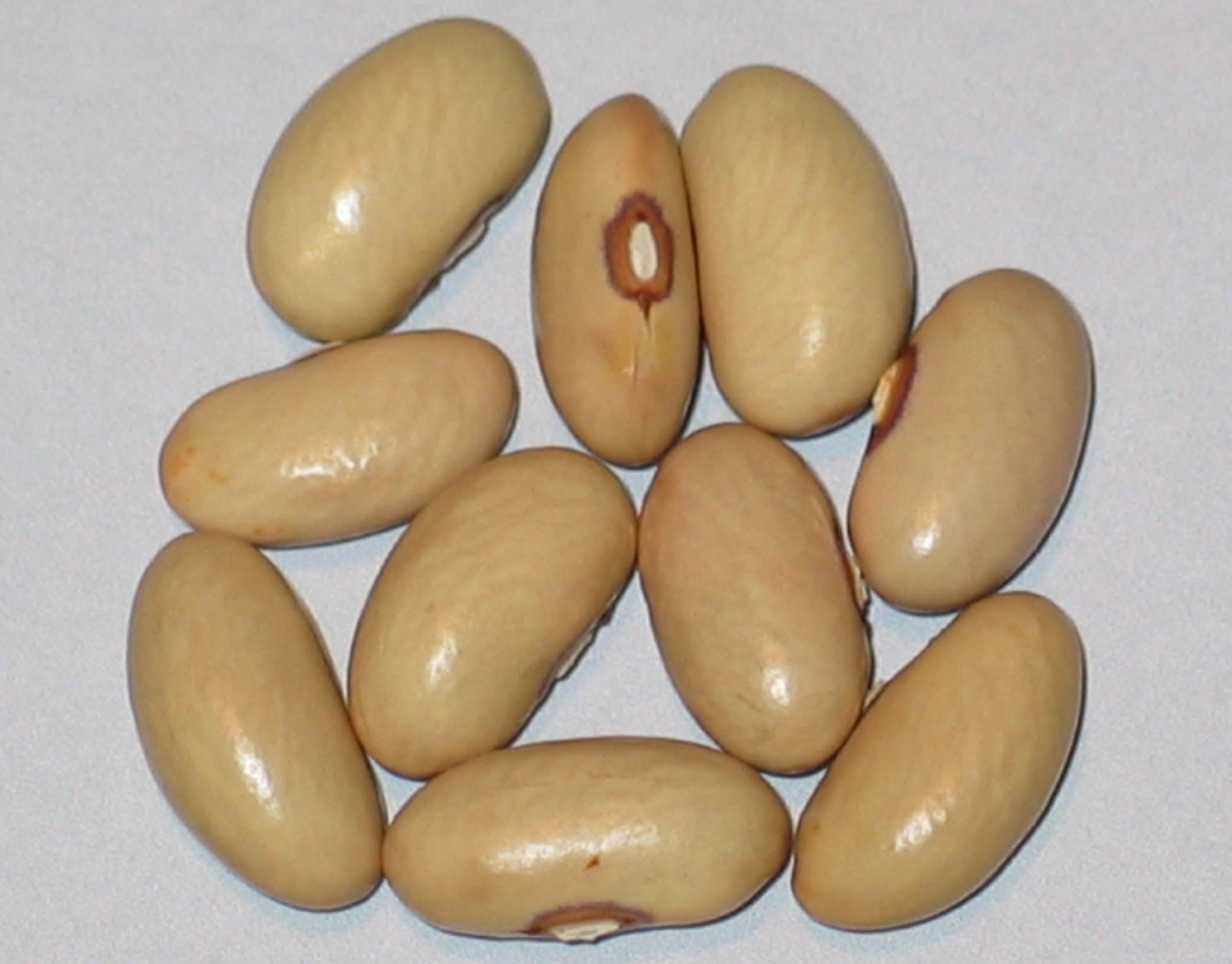 image of Bountiful beans