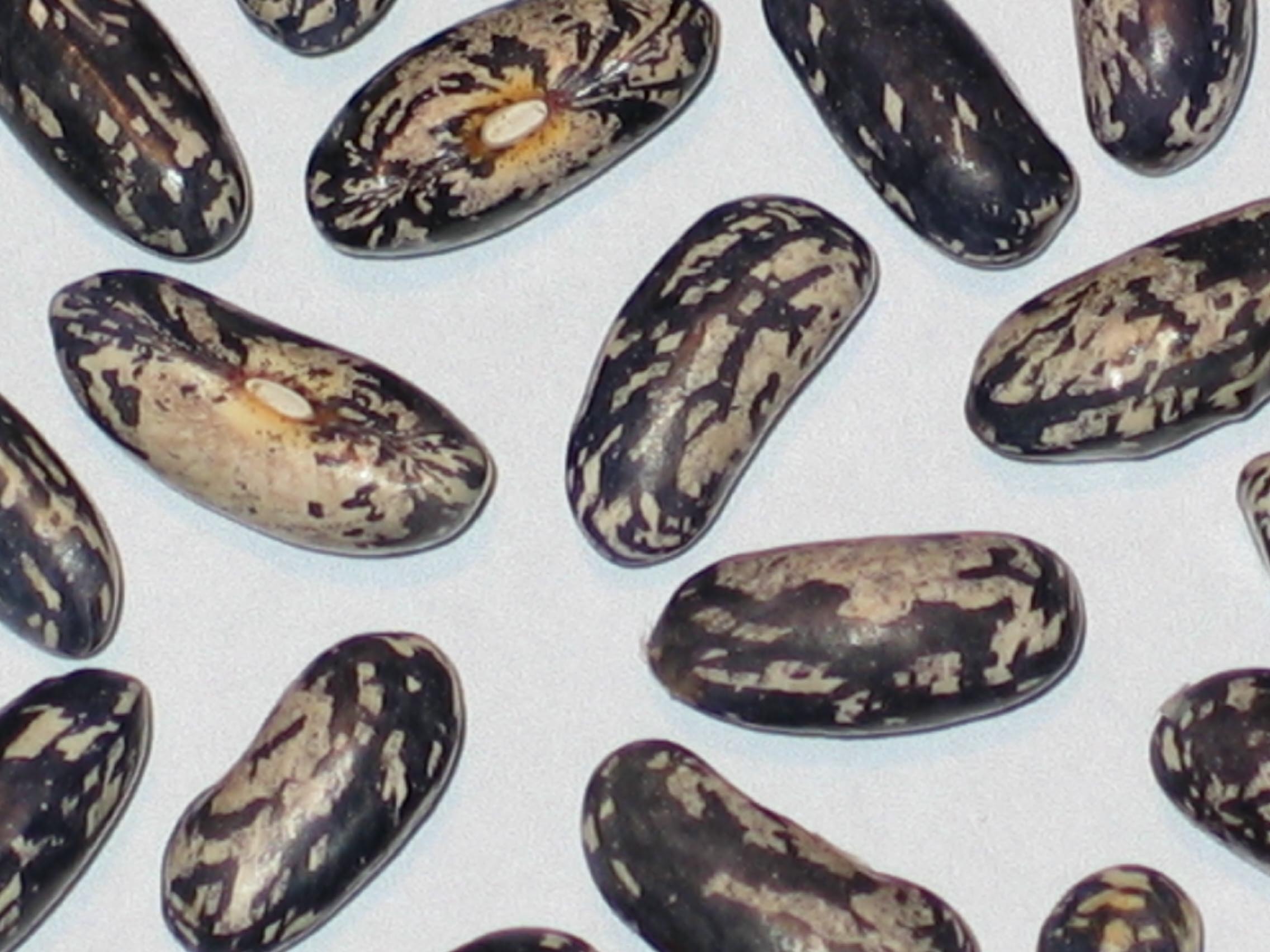 image of Bountiful Ester beans