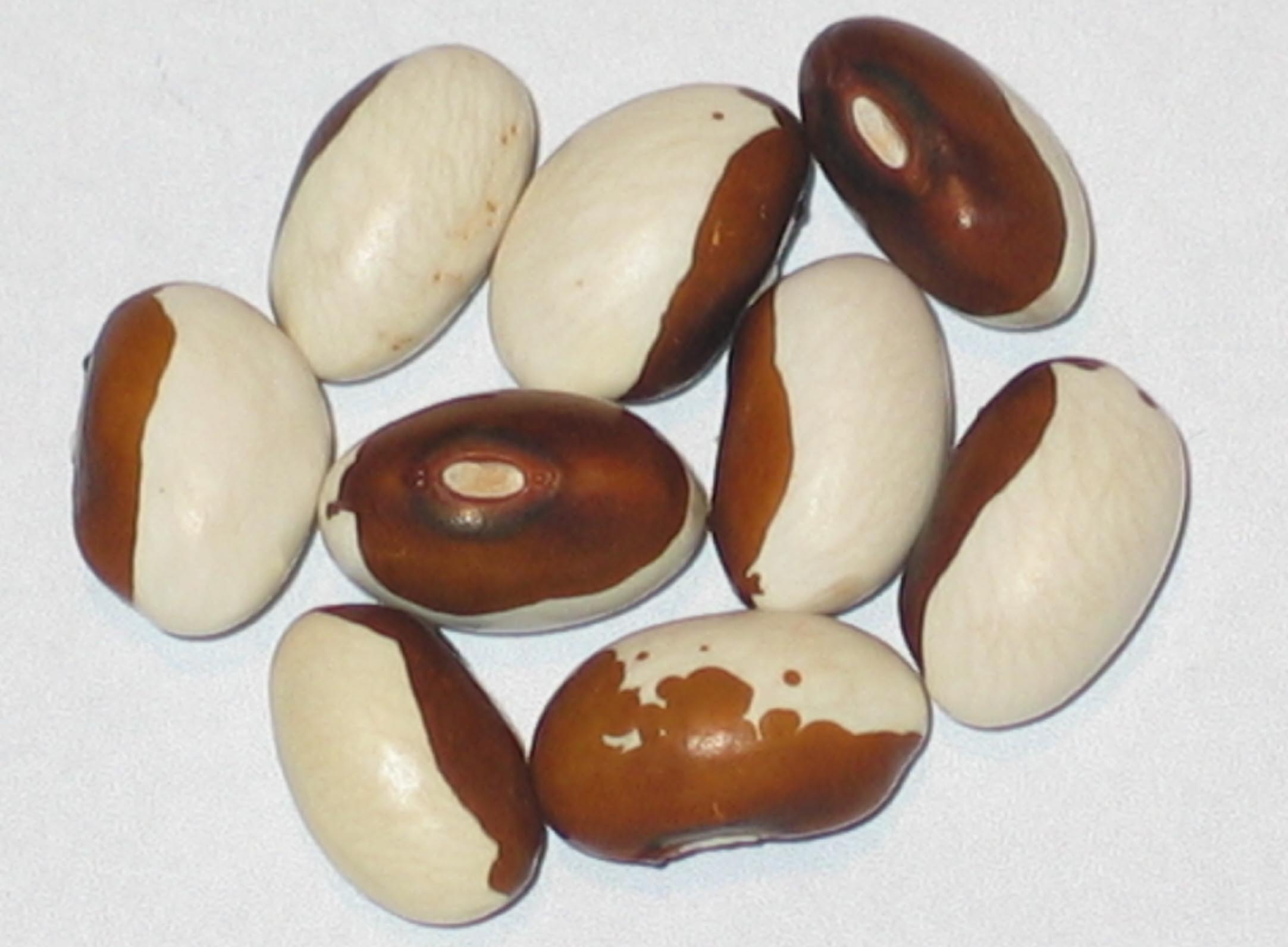 image of Brauner Bar beans