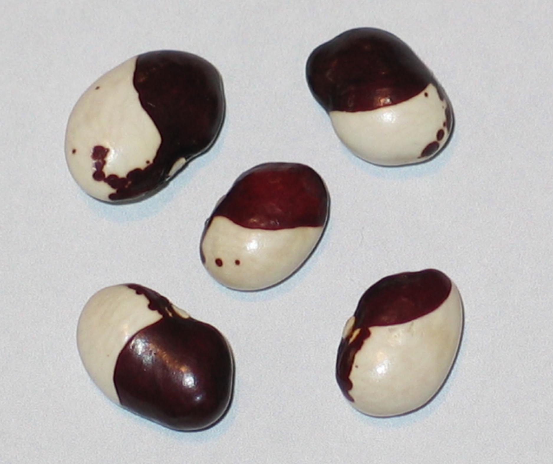 image of Bregenzer beans