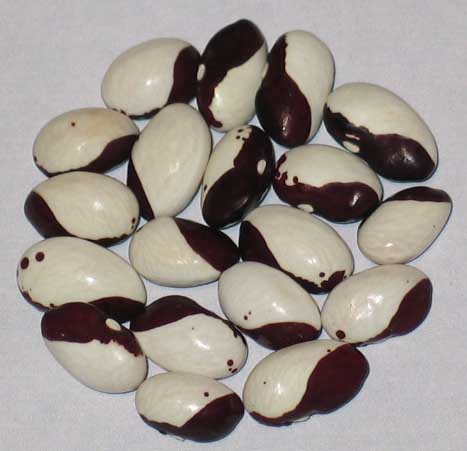 image of Bregenzer beans