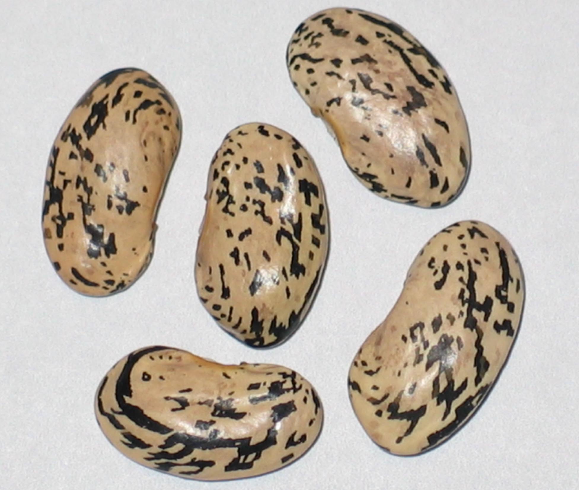 image of Brejo beans