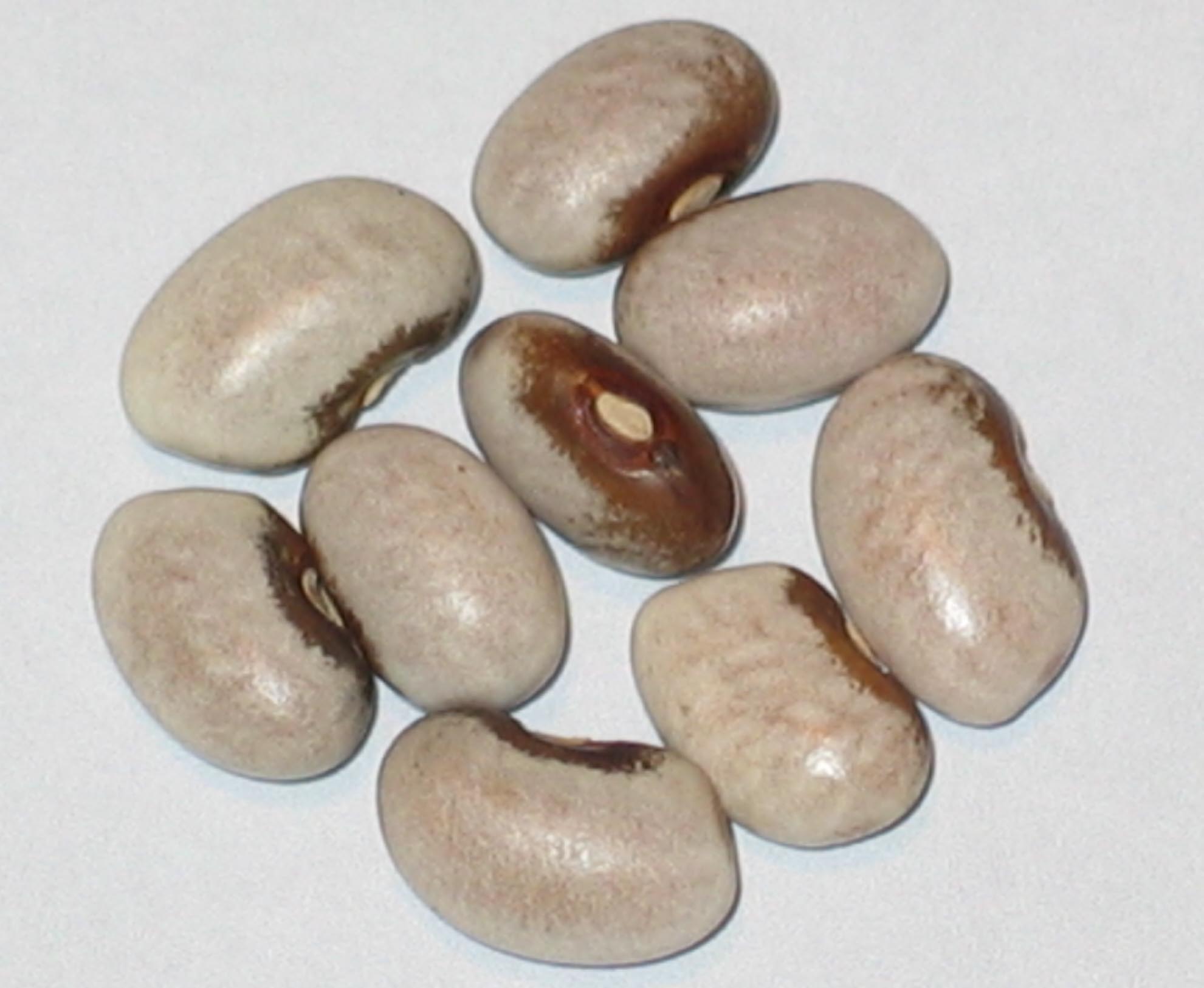 image of Brown-Eyed Goose beans