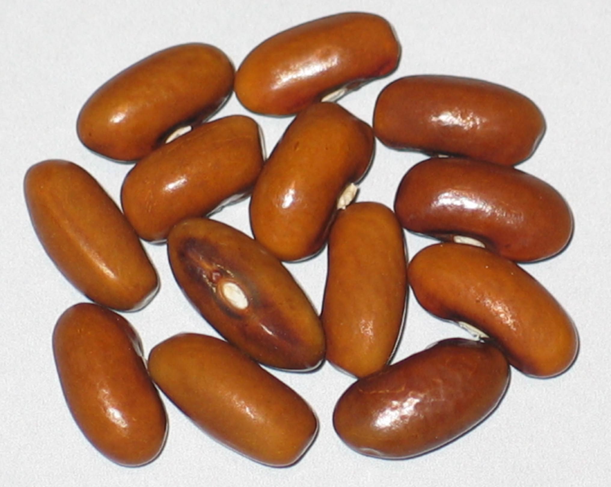 image of Brown Kidney beans