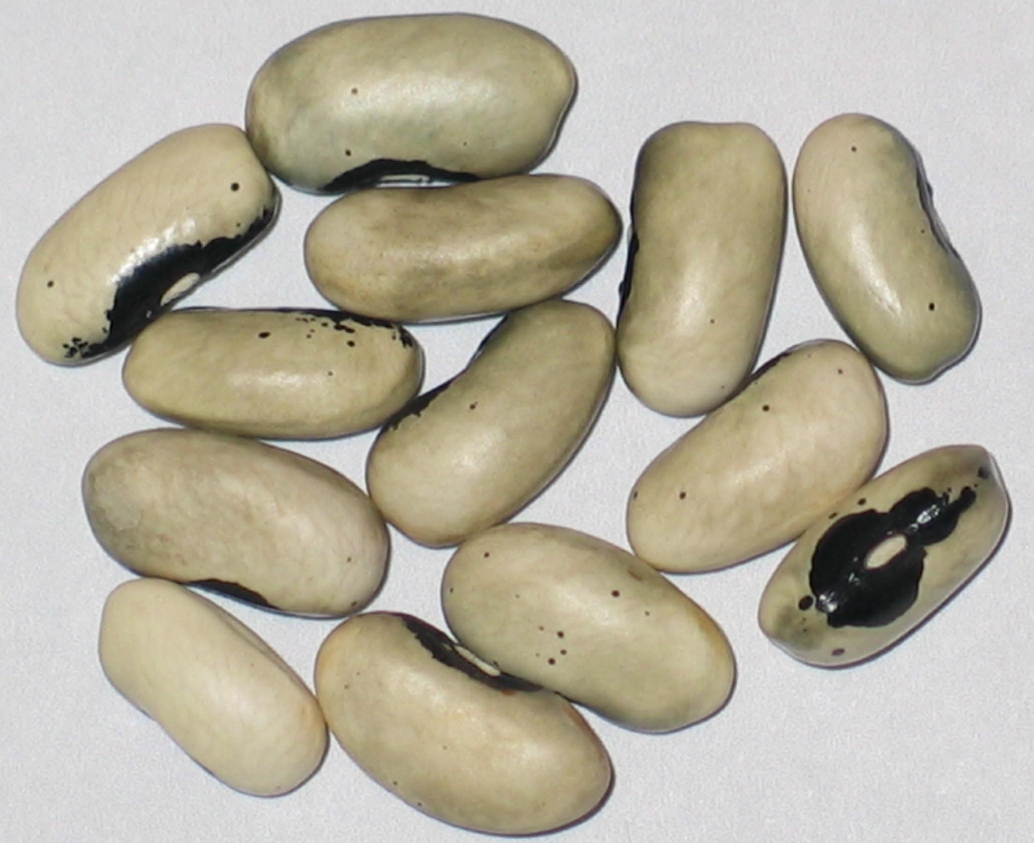 image of Buckskin Girl beans