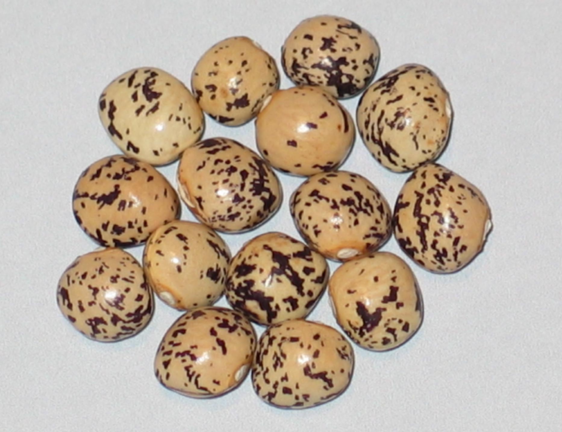 image of Buxton Buckshot beans