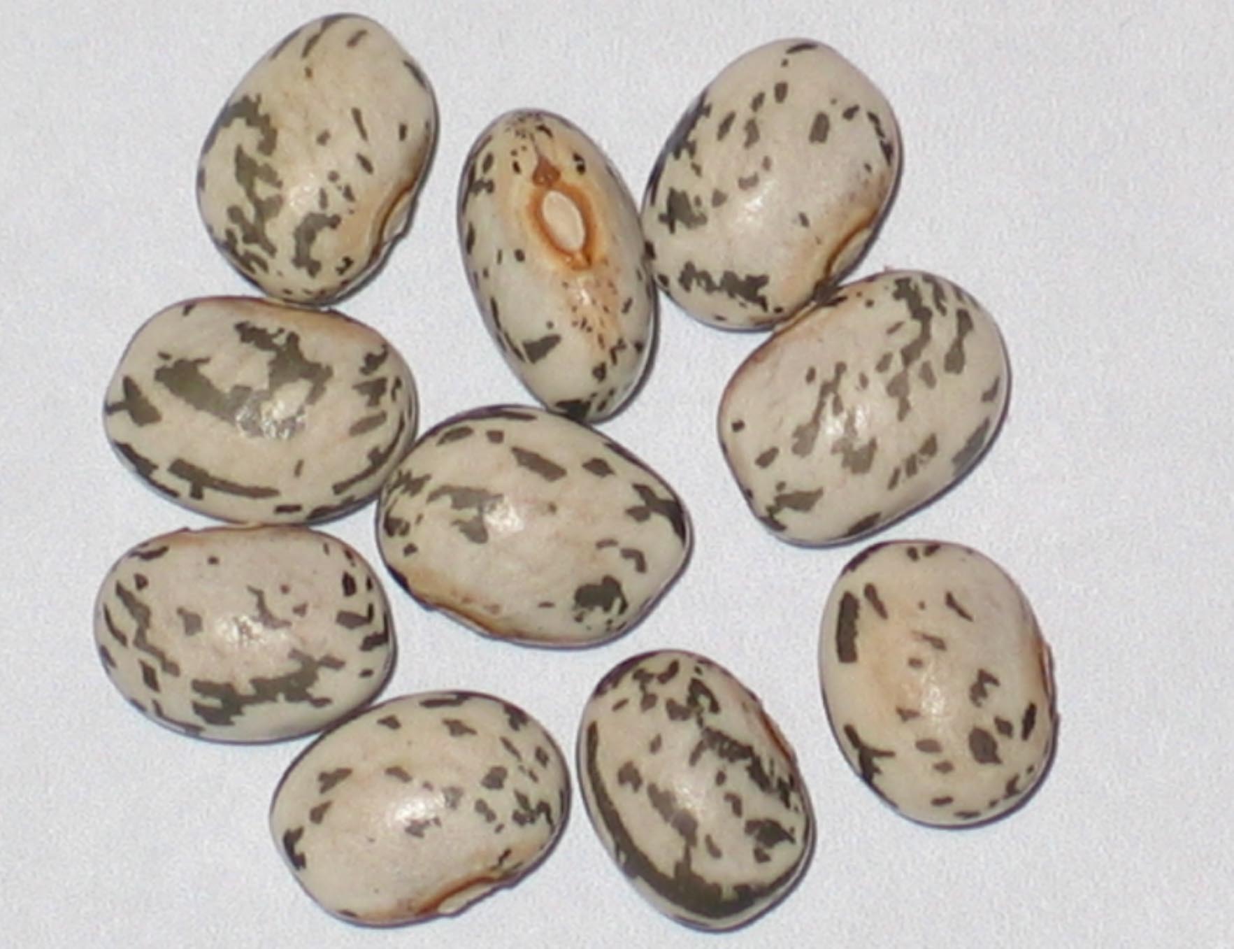 image of Canadian Wild Goose beans