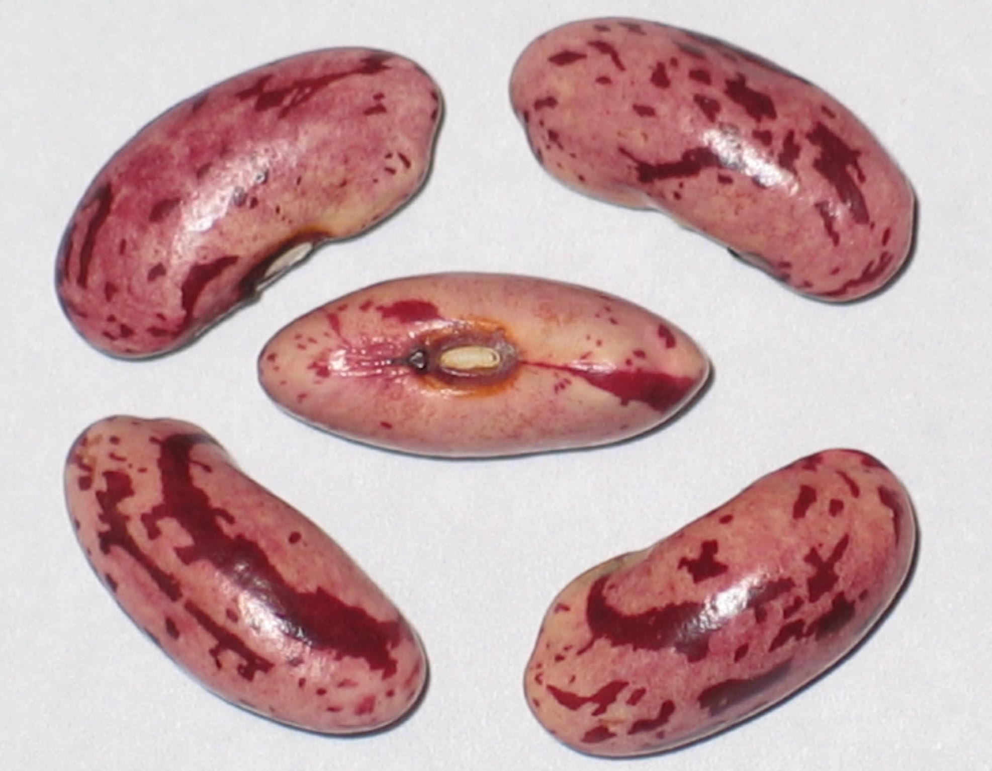 image of Candy beans
