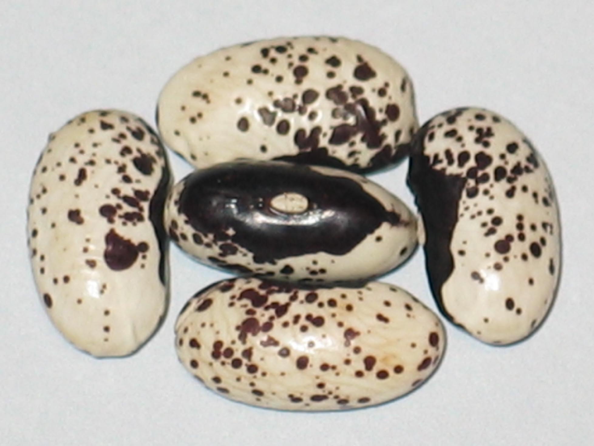 image of Cannellio Nero beans