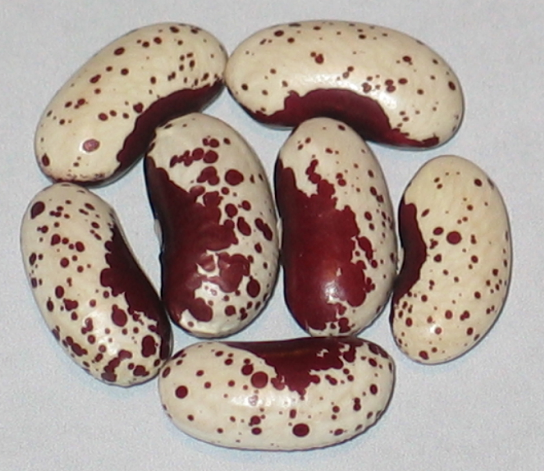 image of Cannellio Rosso beans