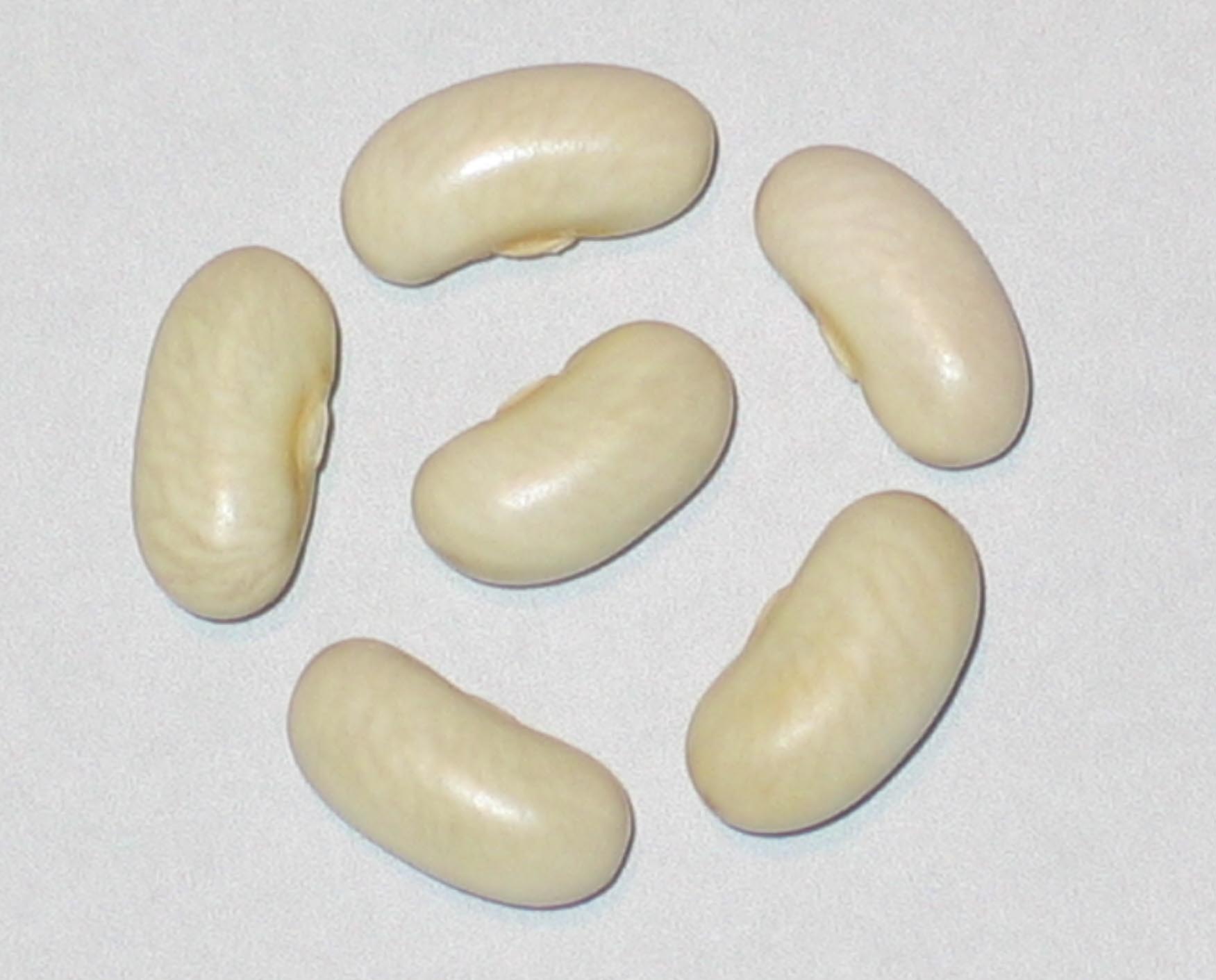 image of Comtesse de Chambord 226 beans