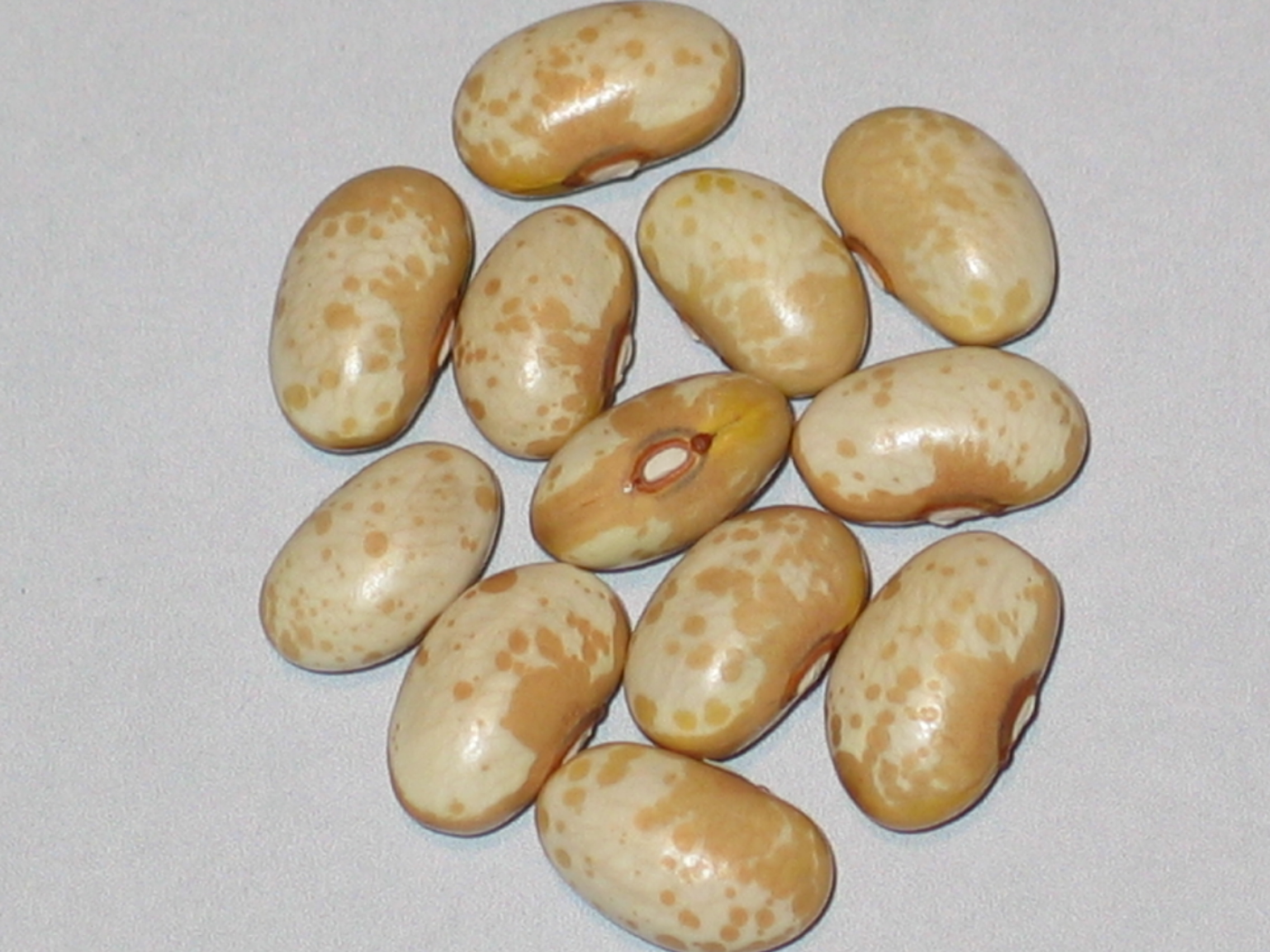 image of Golden Valley beans