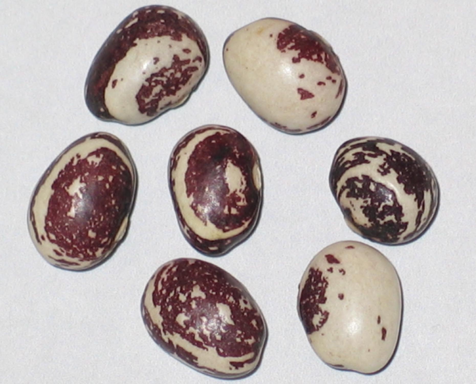 image of Good Mother Stallard beans
