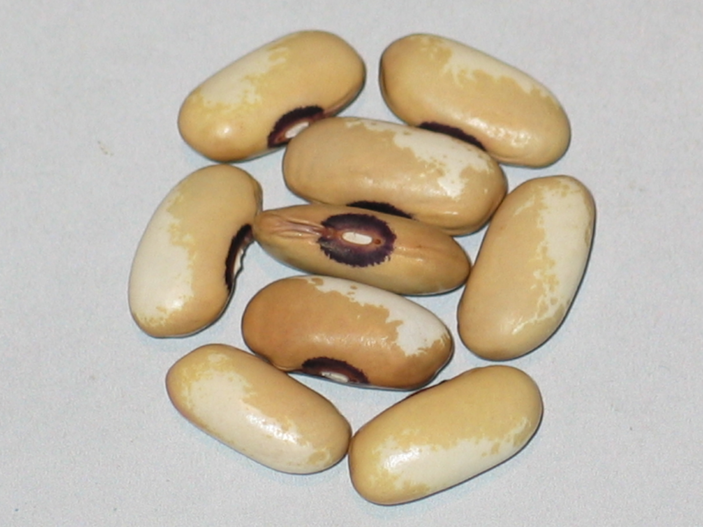 image of Hebron Bean beans