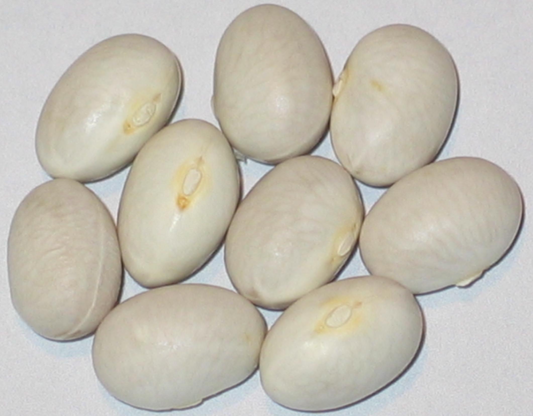 image of Heiling's Bean beans