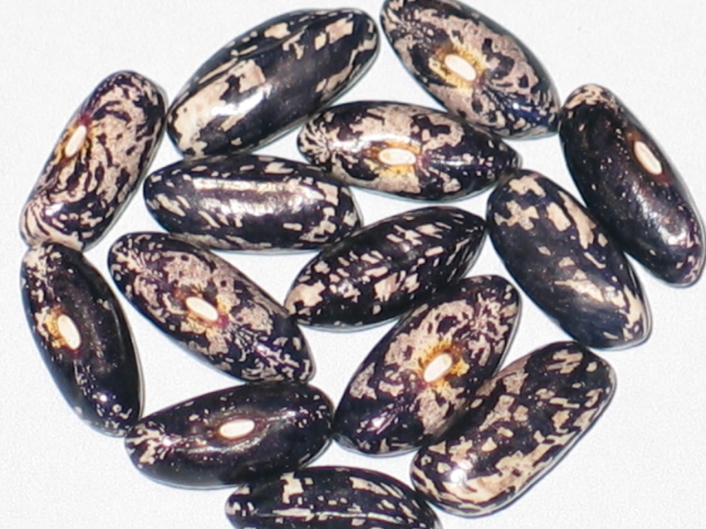 image of Idaho Refugee beans