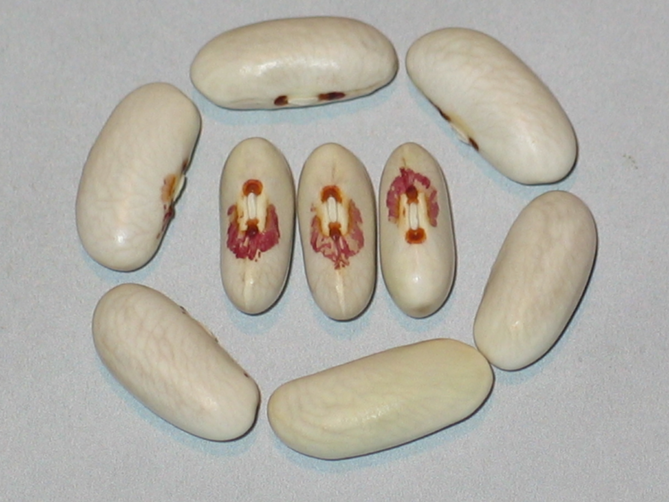 image of Keewatin beans