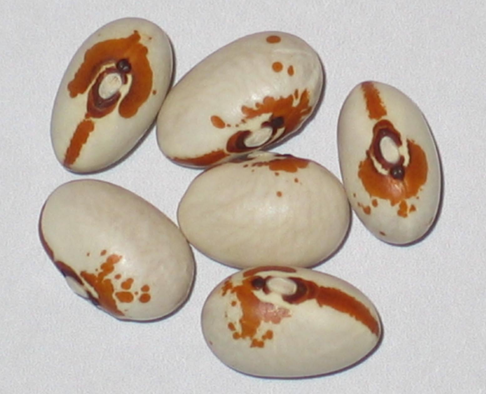 image of Kenearly beans