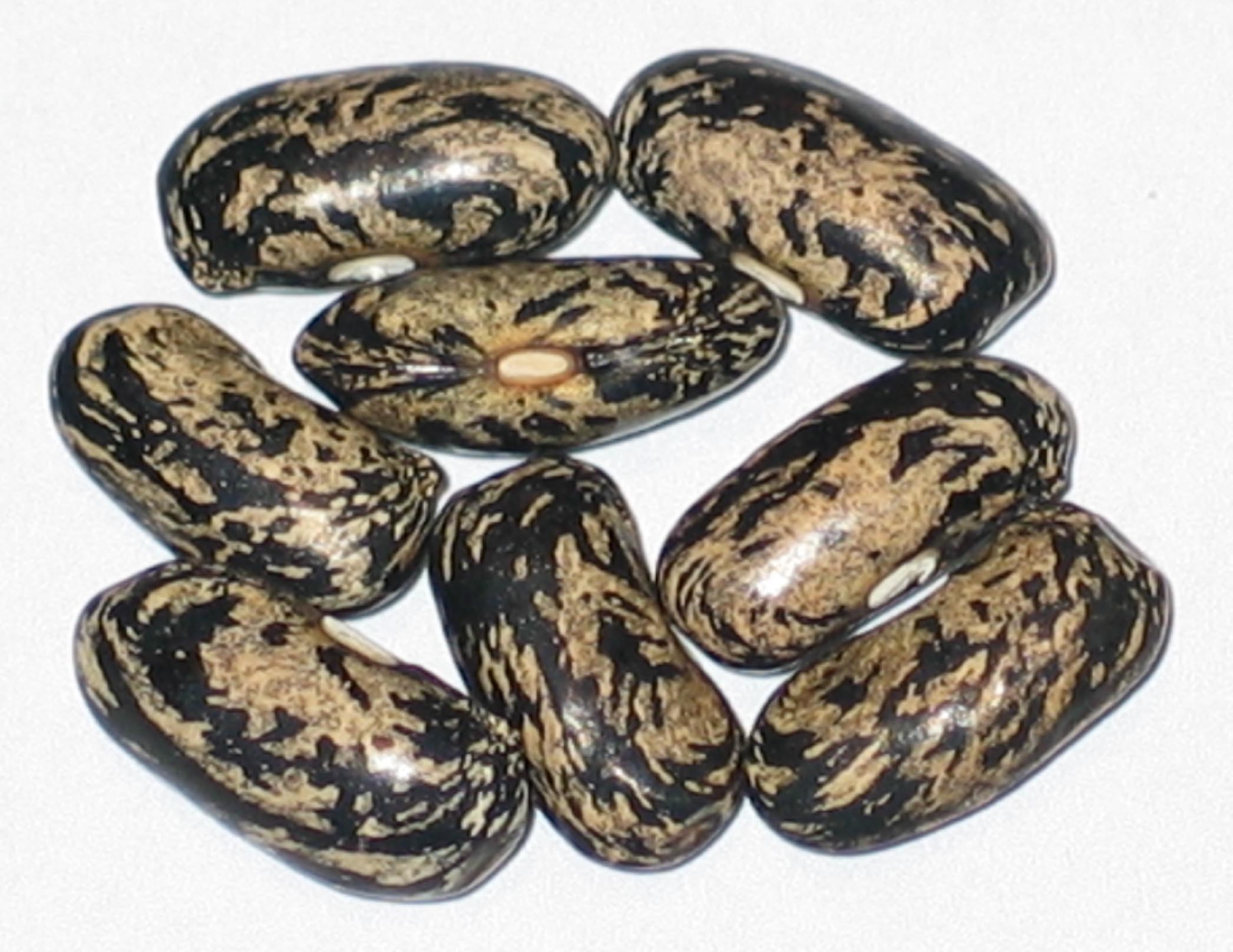 image of Kishwaukee Yellow beans