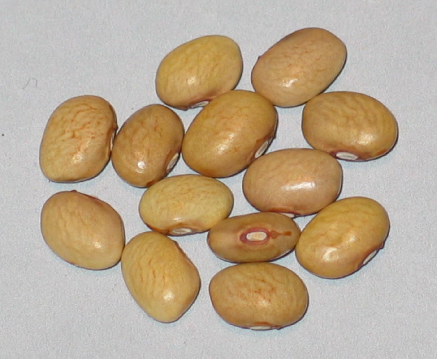 image of Koronis Golden Navy beans