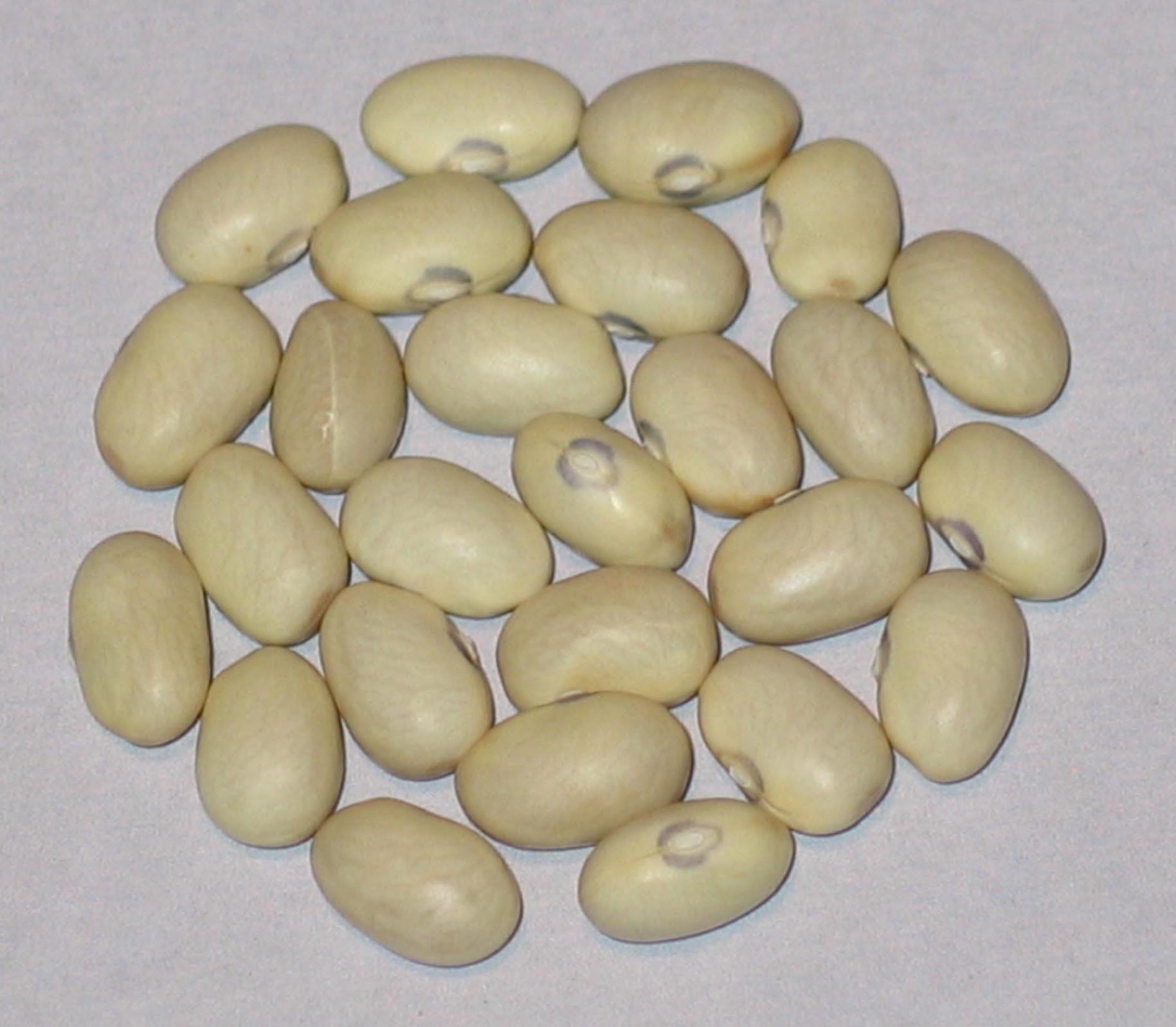 image of Koronis Yellow beans