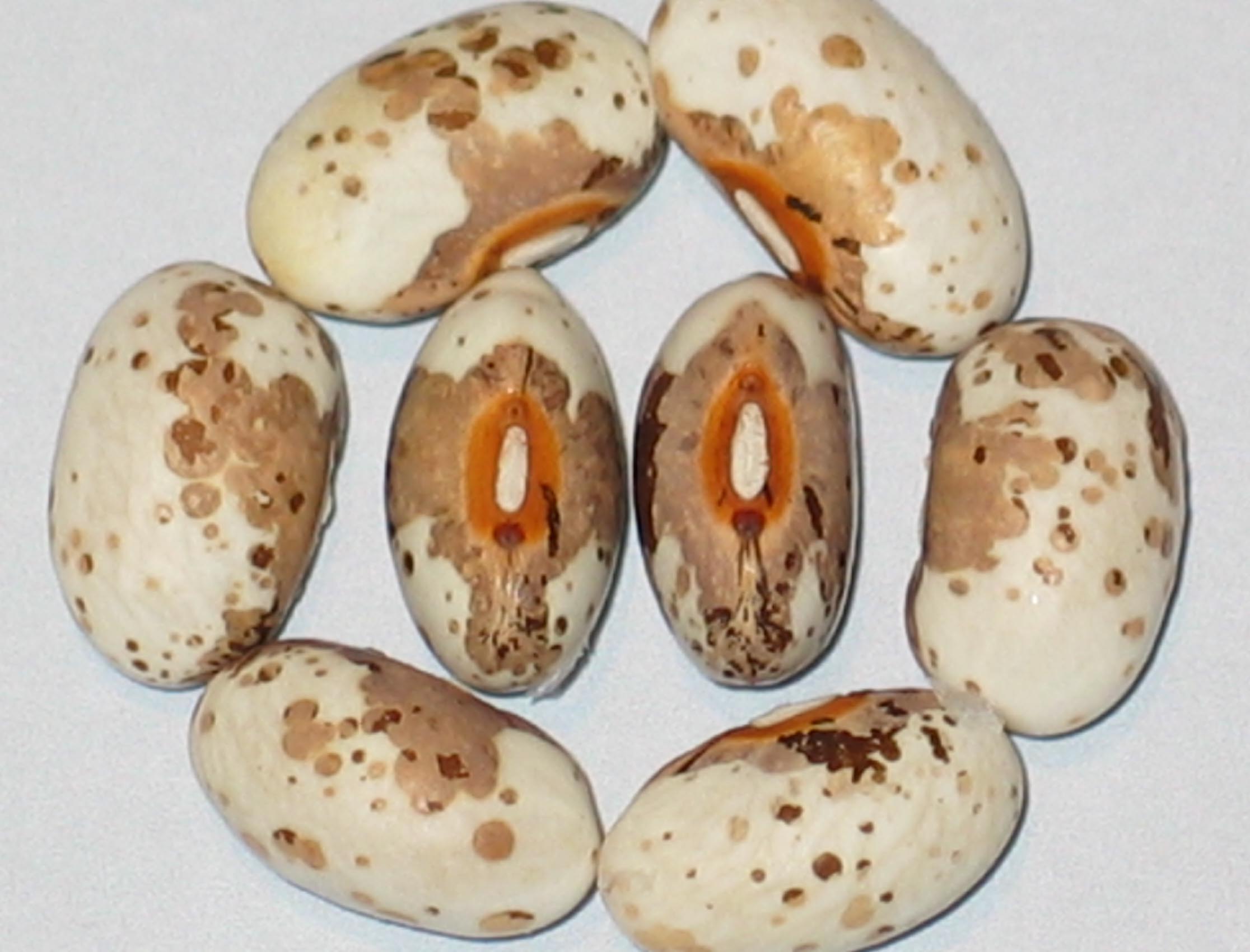 image of Koronis Three Islands beans