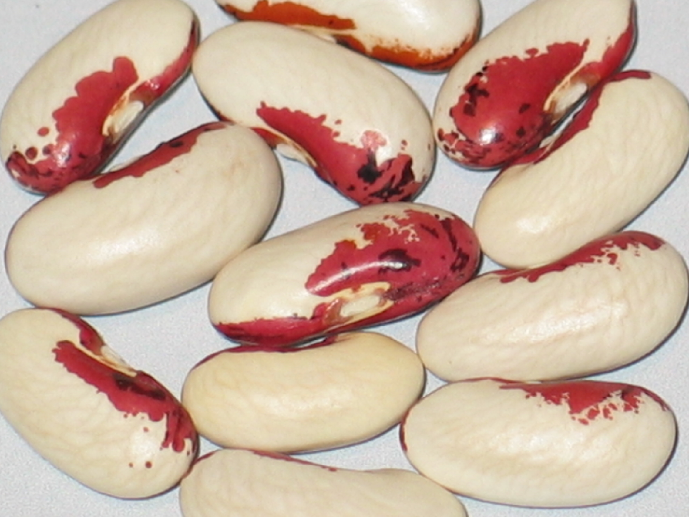 image of Kretser Soldier beans