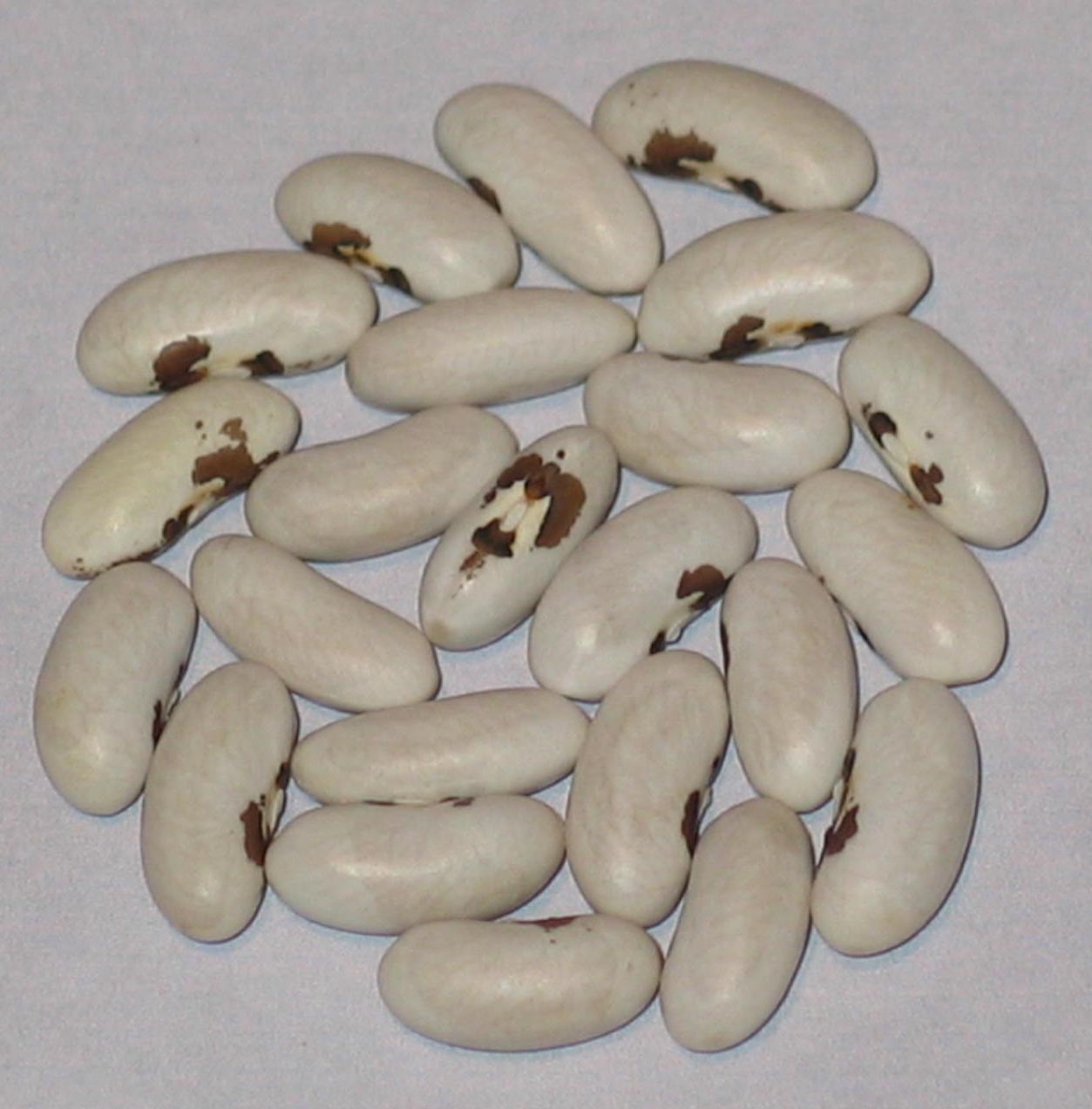 Aunt Edith's Sickle Pole Bean Seeds (Pkt)