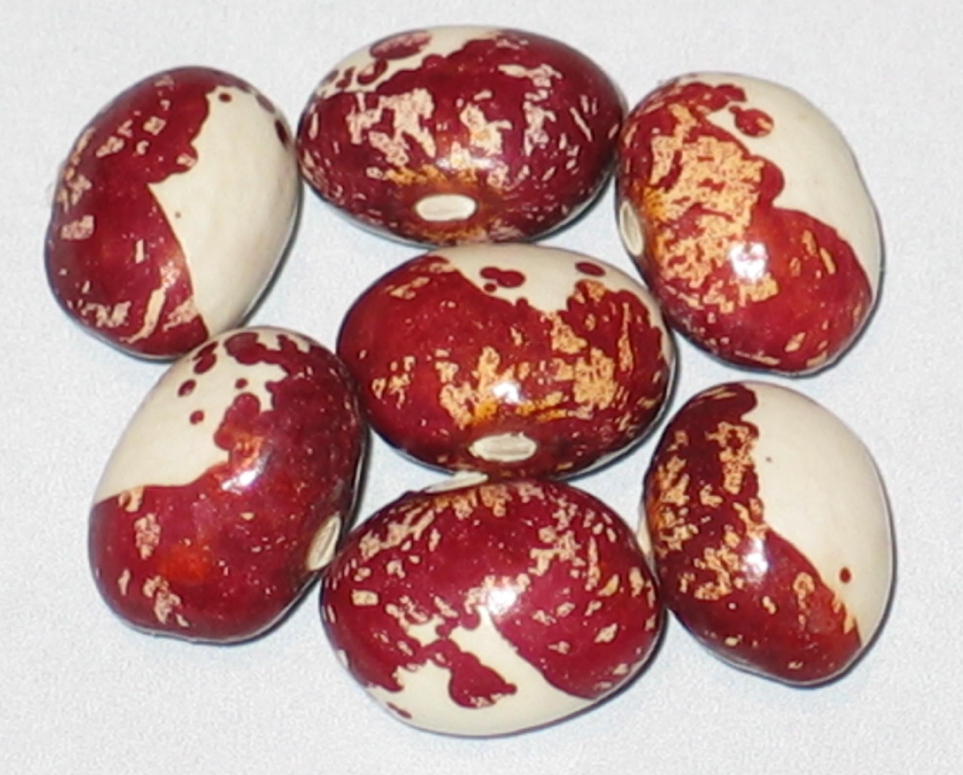 image of Maria Zeller beans