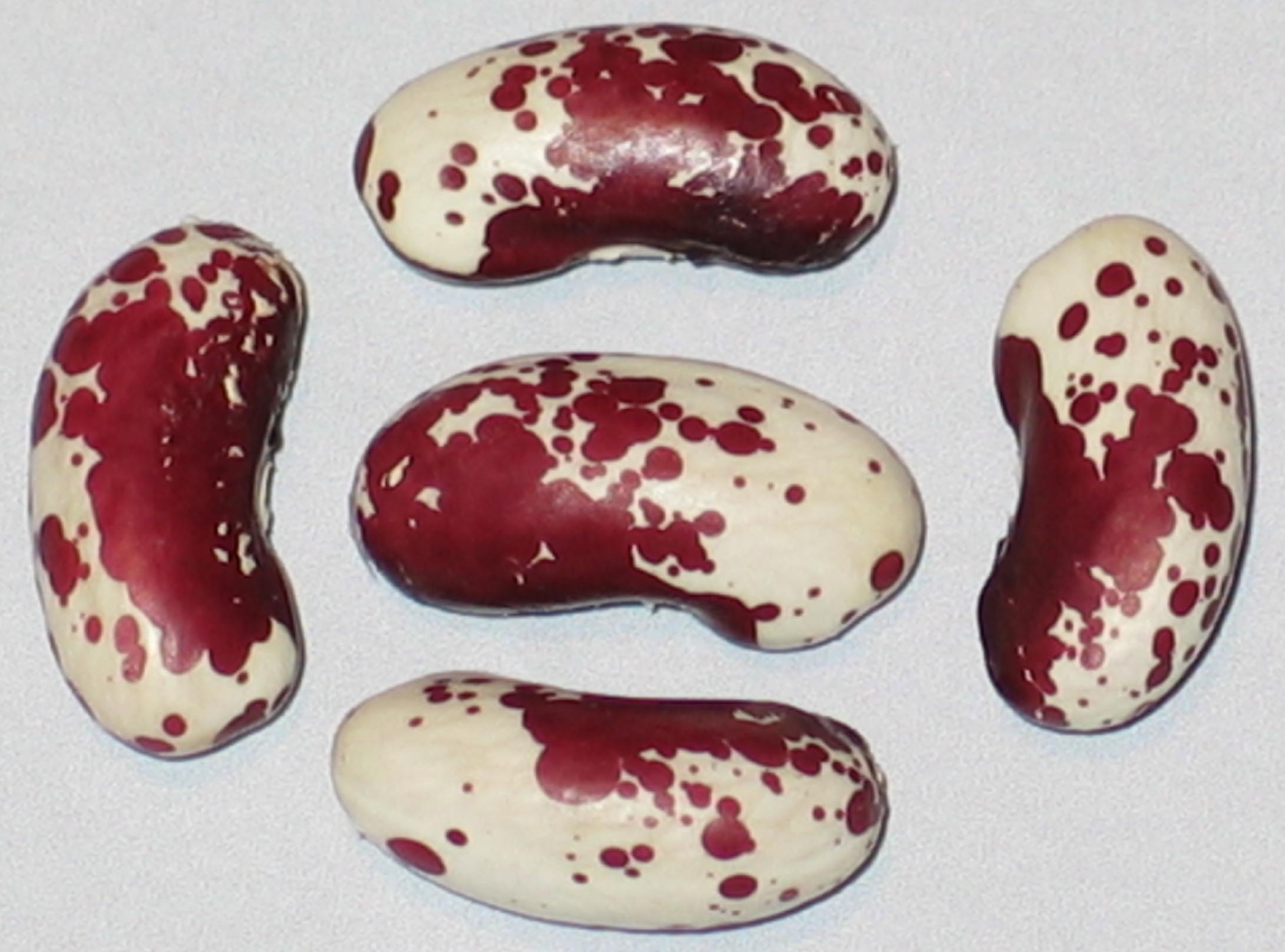 image of Speckled 1770 beans