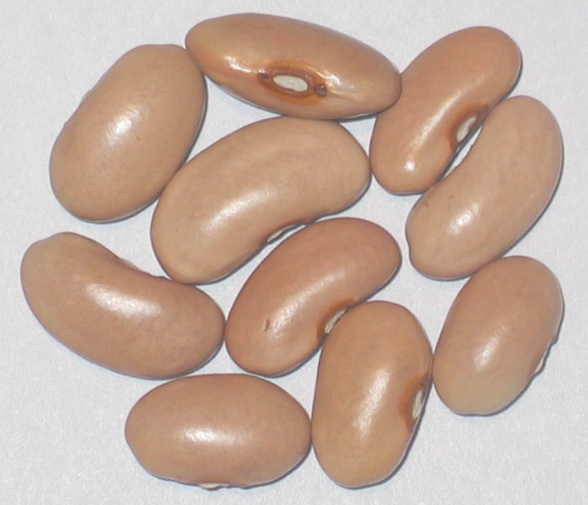 image of Tanyas Pink Pod beans
